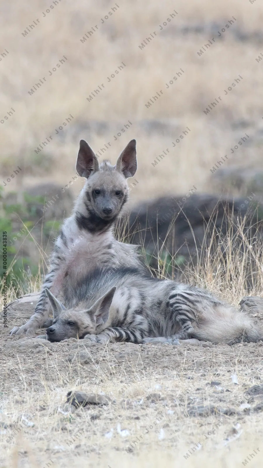 Pair of playful Striped Hyena cubs, Hyaena hyaena in grasslands near Bhigwan, Maharashtra - Indian wildlife behavior scene.