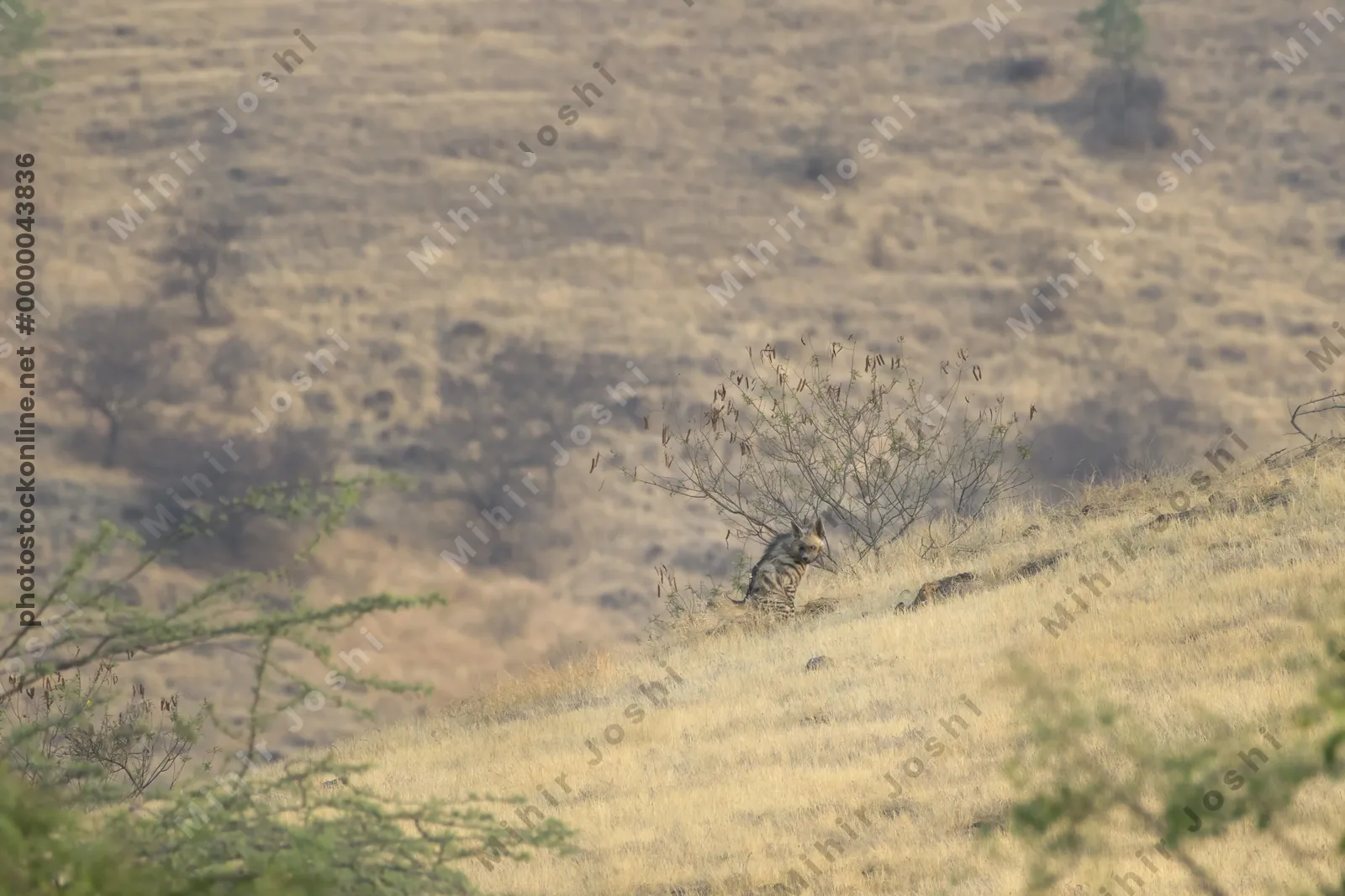 Striped Hyena (Hyaena hyaena) walking through the dry grasslands of Bhigwan, Maharashtra - Indian wildlife habitat scene.