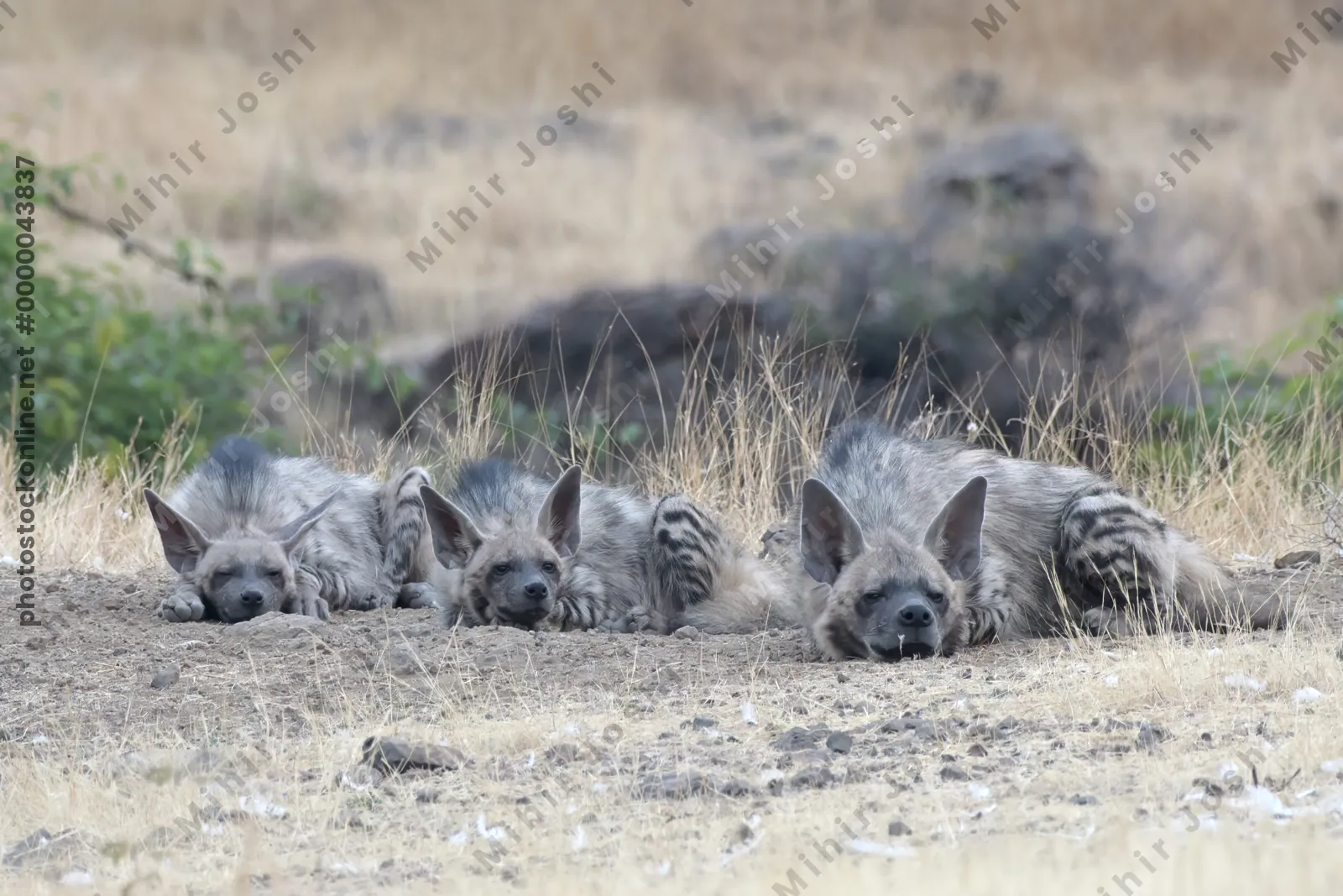 Pair of playful Striped Hyena cubs, Hyaena hyaena in grasslands near Bhigwan, Maharashtra - Indian wildlife behavior scene.