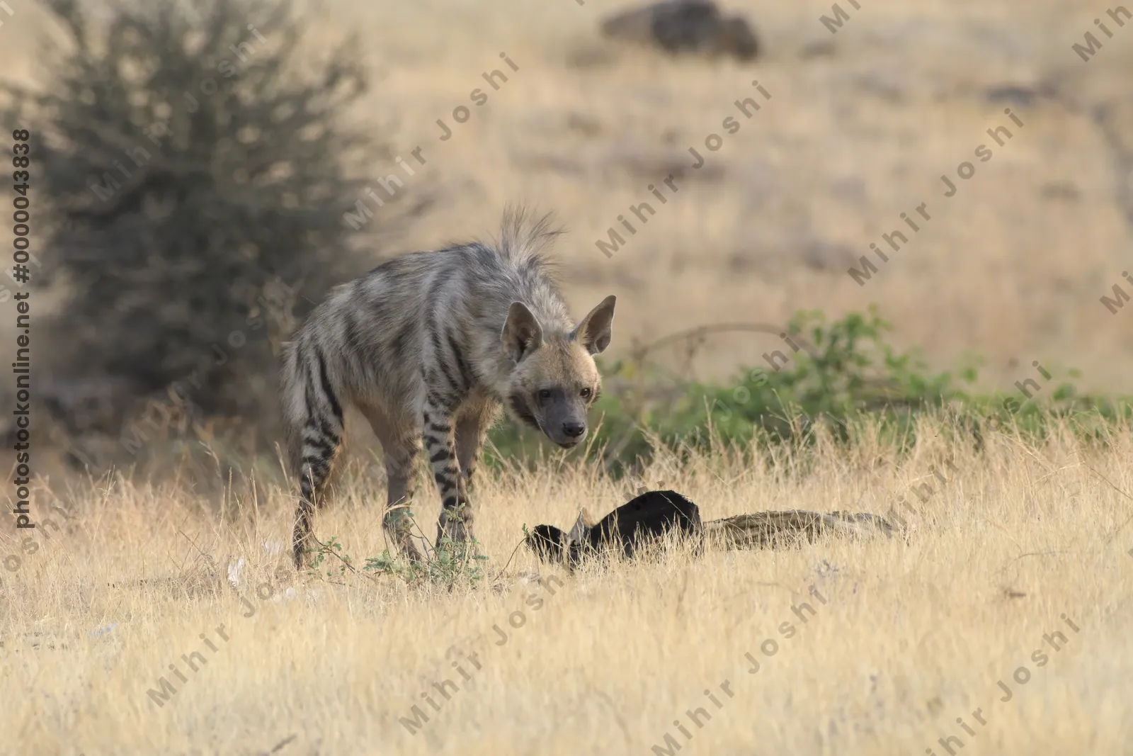 Striped Hyena (Hyaena hyaena) walking through the dry grasslands of Bhigwan, Maharashtra - Indian wildlife habitat scene.