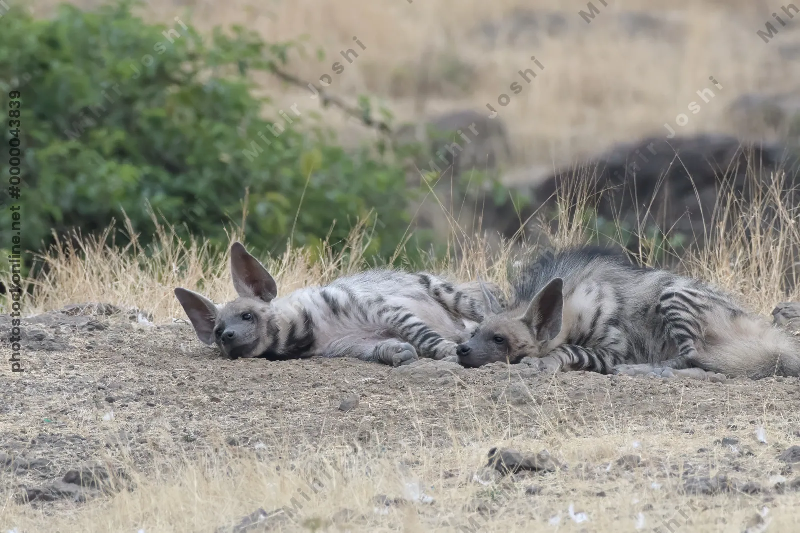 Pair of playful Striped Hyena cubs, Hyaena hyaena in grasslands near Bhigwan, Maharashtra - Indian wildlife behavior scene.