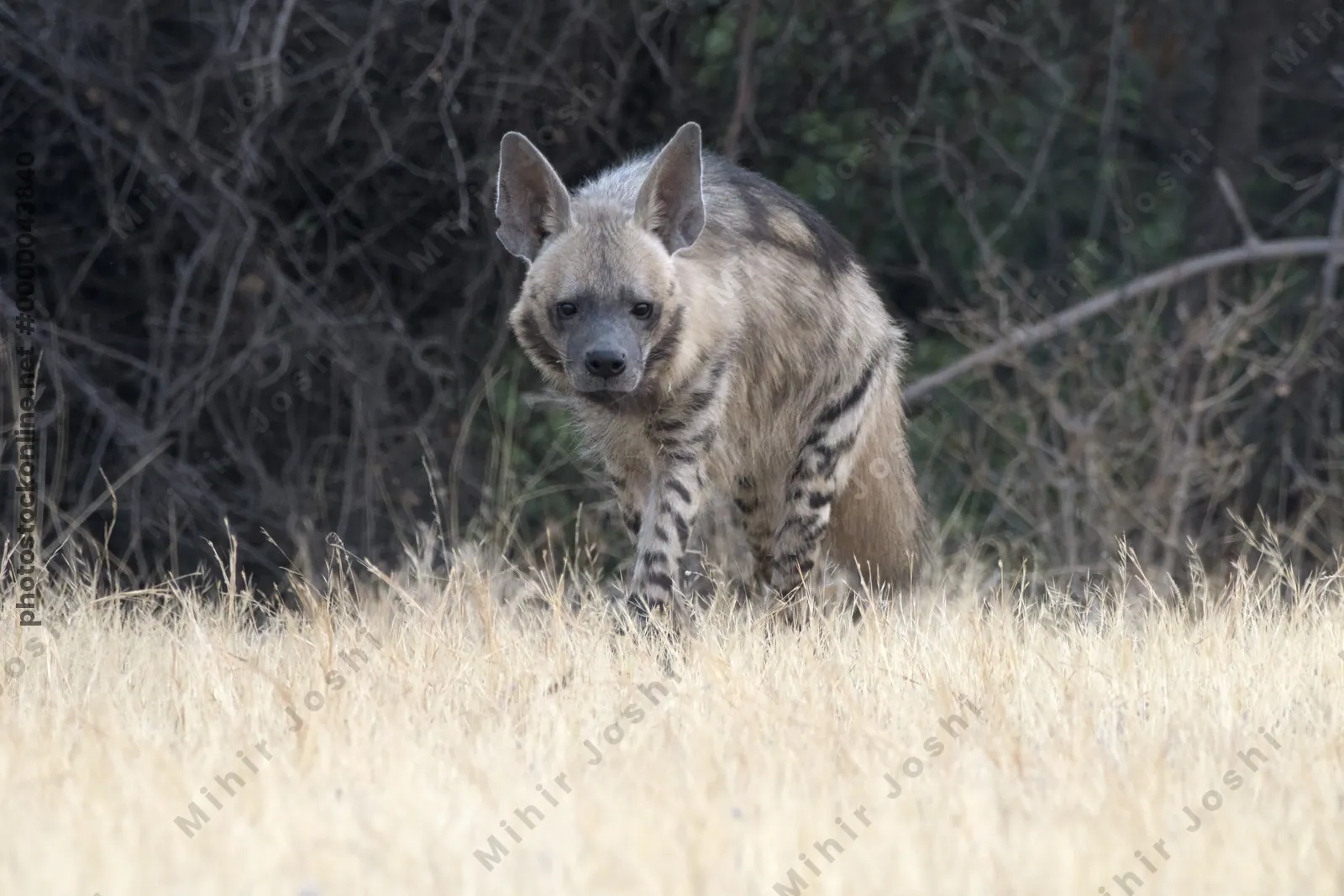 Striped Hyena (Hyaena hyaena) walking through the dry grasslands of Bhigwan, Maharashtra - Indian wildlife habitat scene.