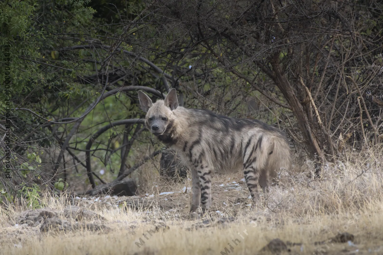 Striped Hyena (Hyaena hyaena) walking through the dry grasslands of Bhigwan, Maharashtra - Indian wildlife habitat scene.