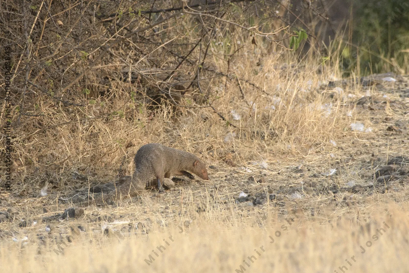 An Indian grey mongoose (Herpestes edwardsii) standing alert on rocky dry grassland at Bhigwan, Maharashtra, India.