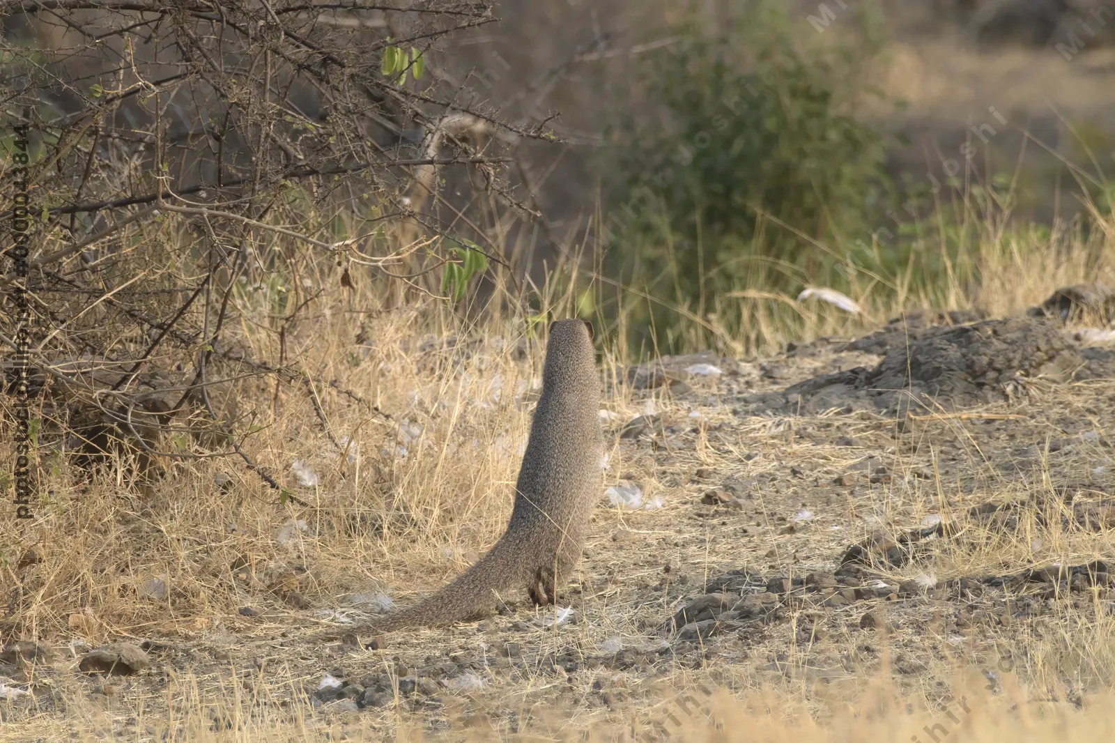 An Indian grey mongoose (Herpestes edwardsii) standing alert on rocky dry grassland at Bhigwan, Maharashtra, India.