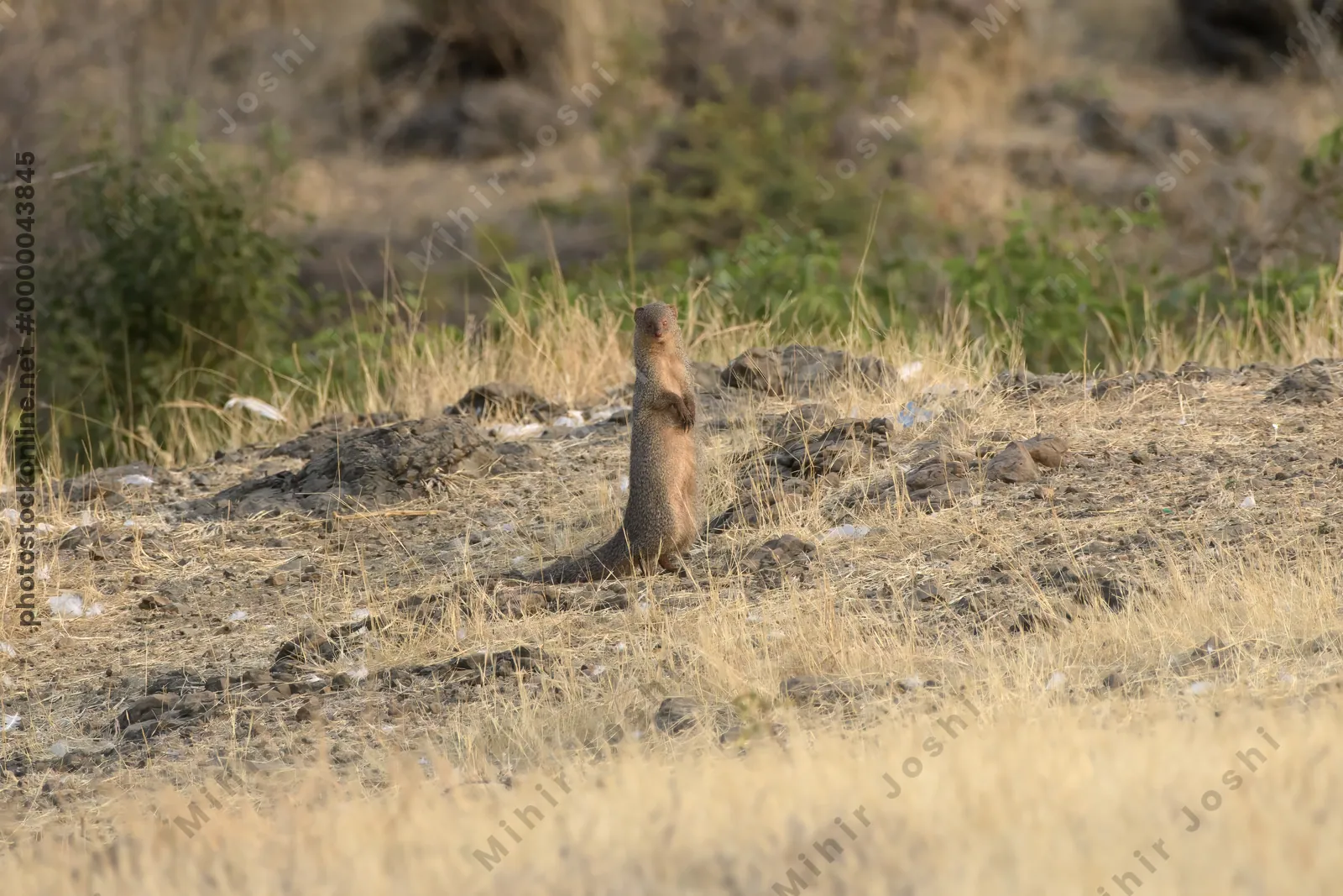 An Indian grey mongoose (Herpestes edwardsii) standing alert on rocky dry grassland at Bhigwan, Maharashtra, India.