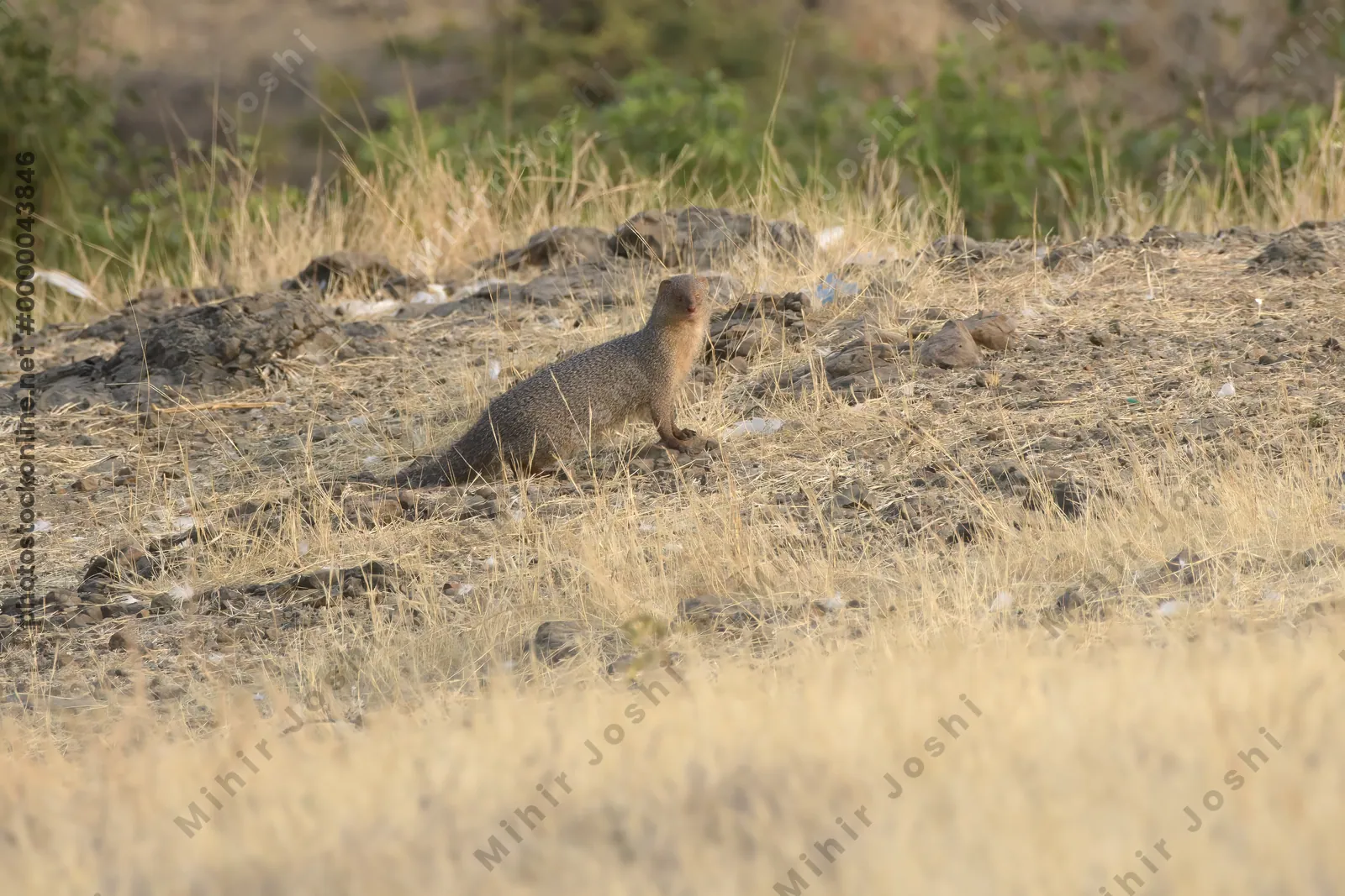 An Indian grey mongoose (Herpestes edwardsii) standing alert on rocky dry grassland at Bhigwan, Maharashtra, India.