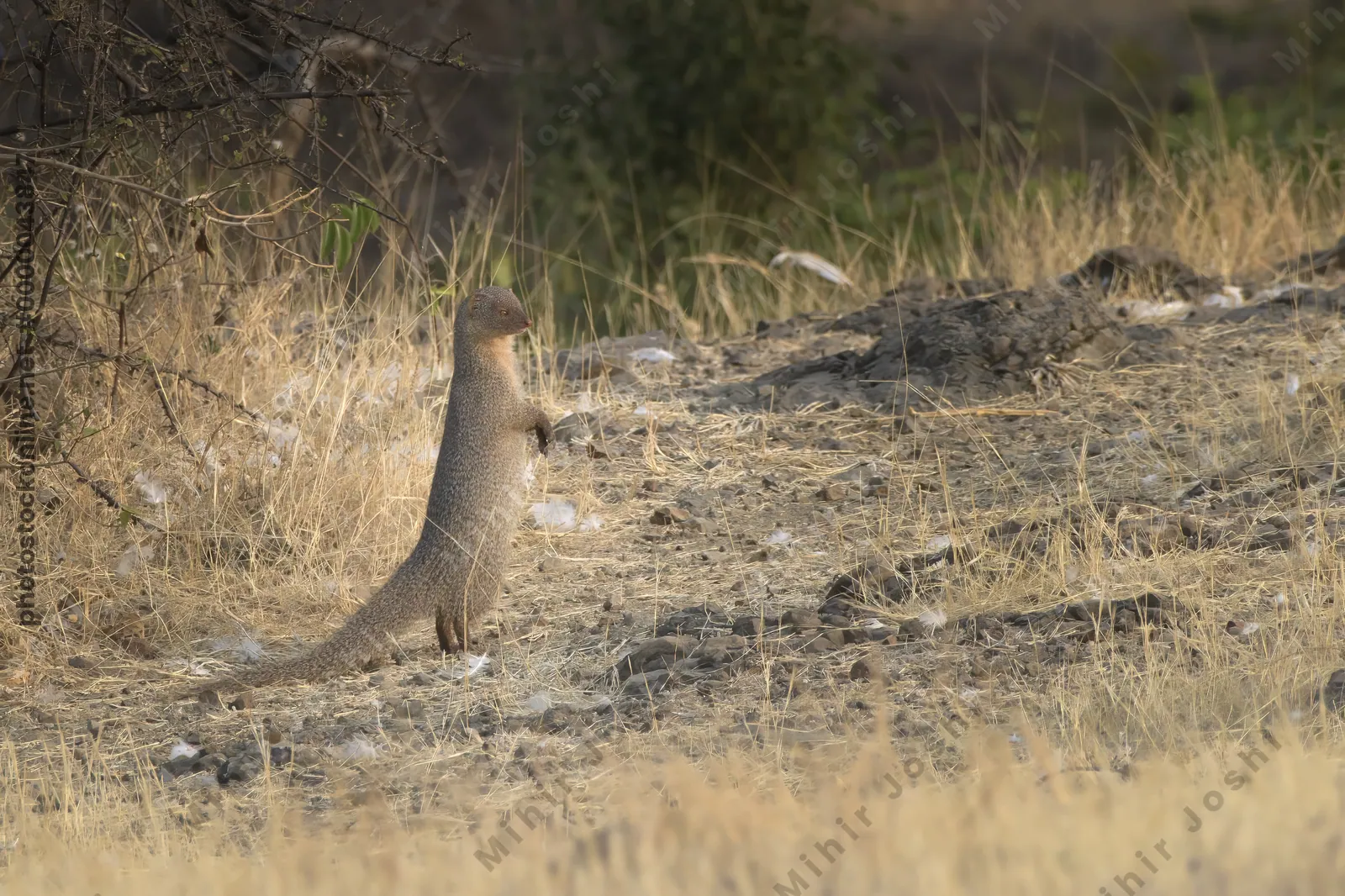 An Indian grey mongoose (Herpestes edwardsii) standing alert on rocky dry grassland at Bhigwan, Maharashtra, India.