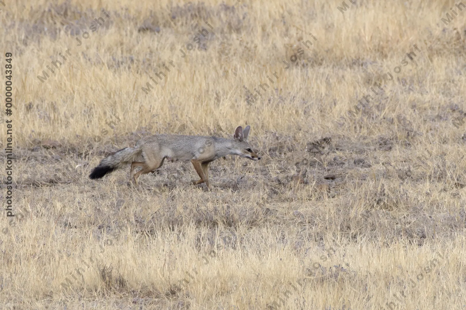 An Indian fox (Vulpes bengalensis) in dry grassland at Bhigwan, Maharashtra, India.
