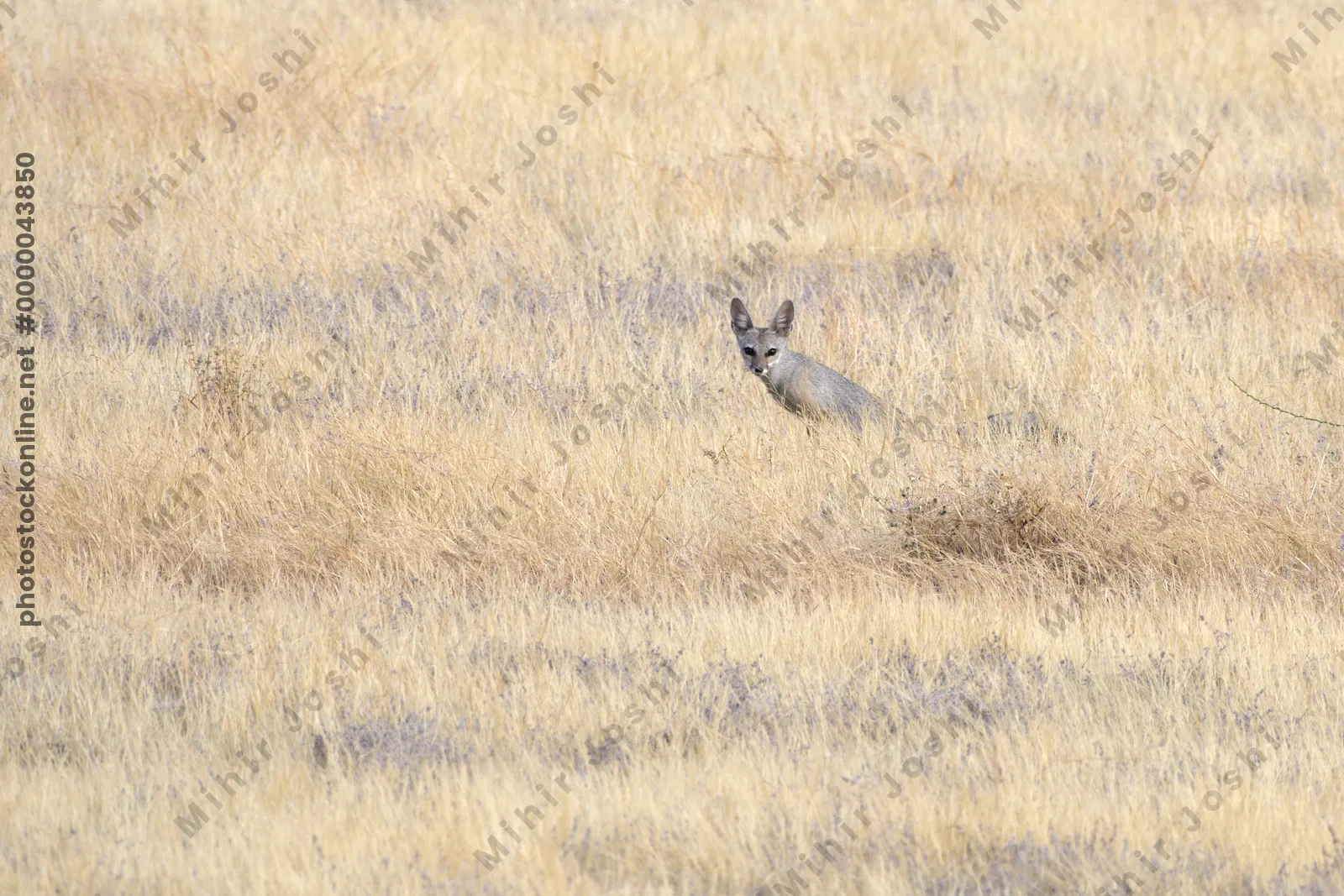 An Indian fox (Vulpes bengalensis) in dry grassland at Bhigwan, Maharashtra, India.