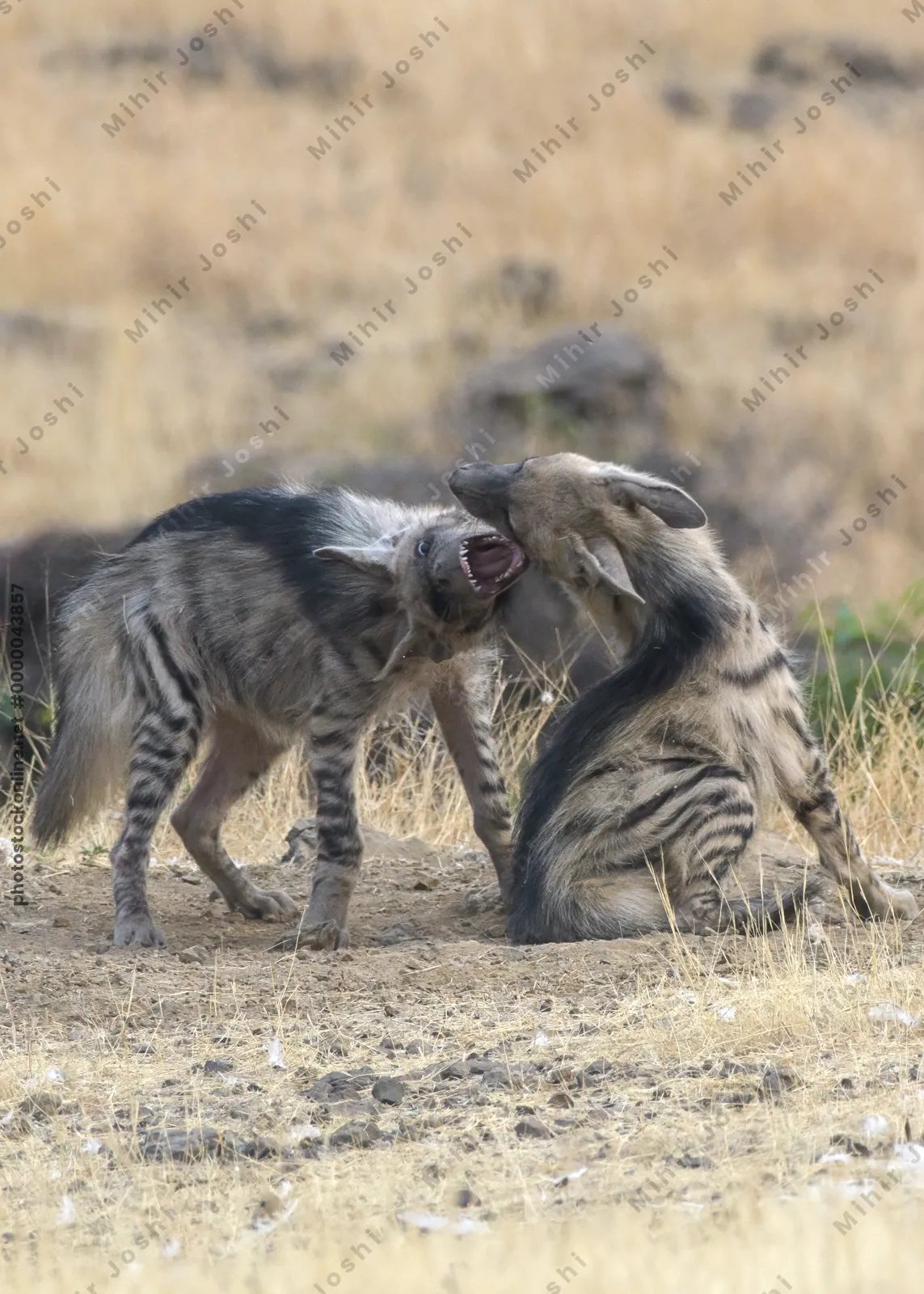Pair of playful Striped Hyena cubs, Hyaena hyaena in grasslands near Bhigwan, Maharashtra - Indian wildlife behavior scene.