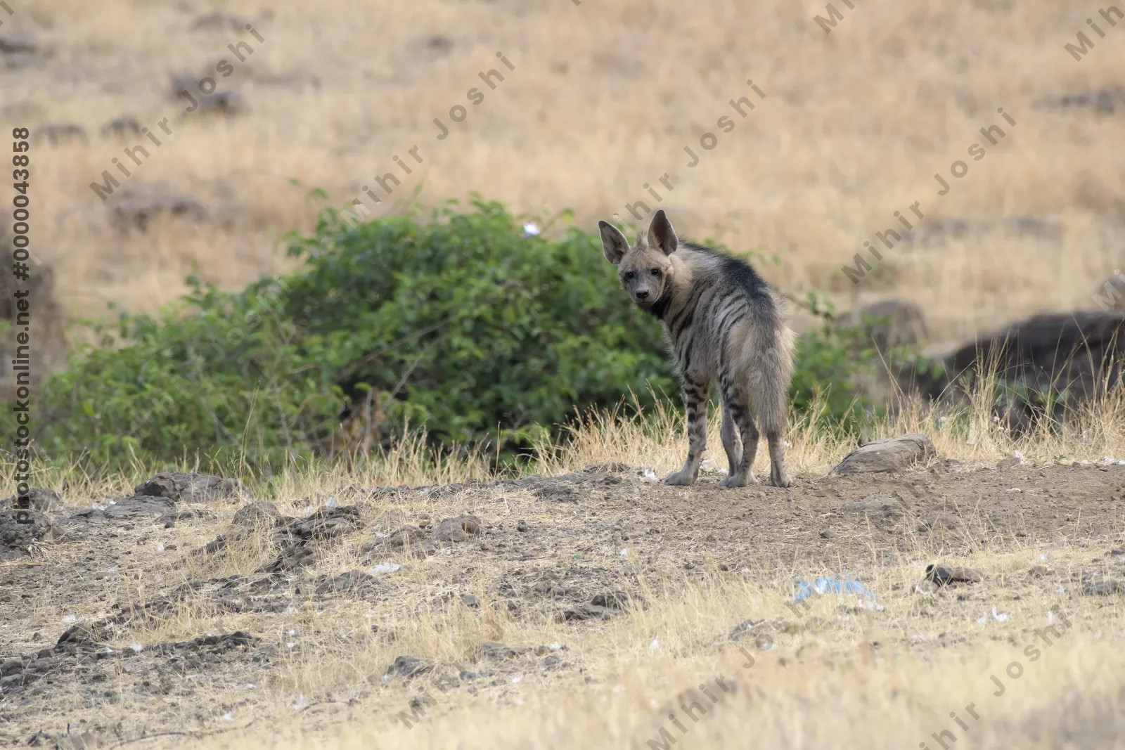 Striped Hyena (Hyaena hyaena) walking through the dry grasslands of Bhigwan, Maharashtra - Indian wildlife habitat scene.