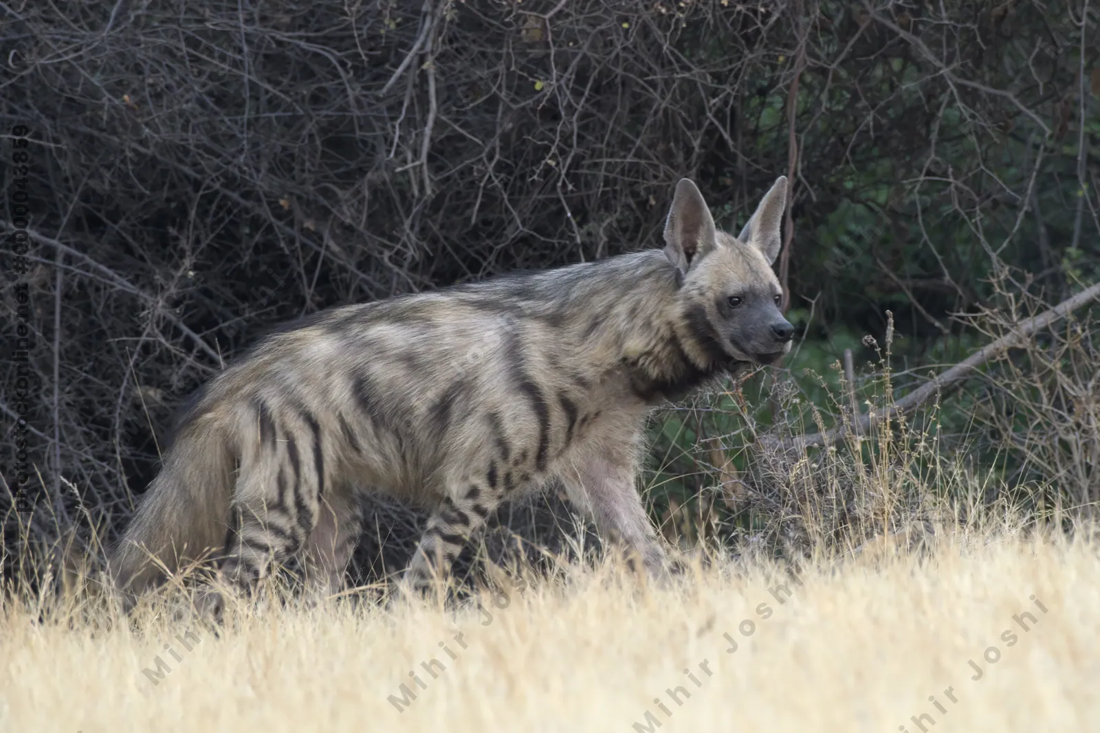 Striped Hyena (Hyaena hyaena) walking through the dry grasslands of Bhigwan, Maharashtra - Indian wildlife habitat scene.