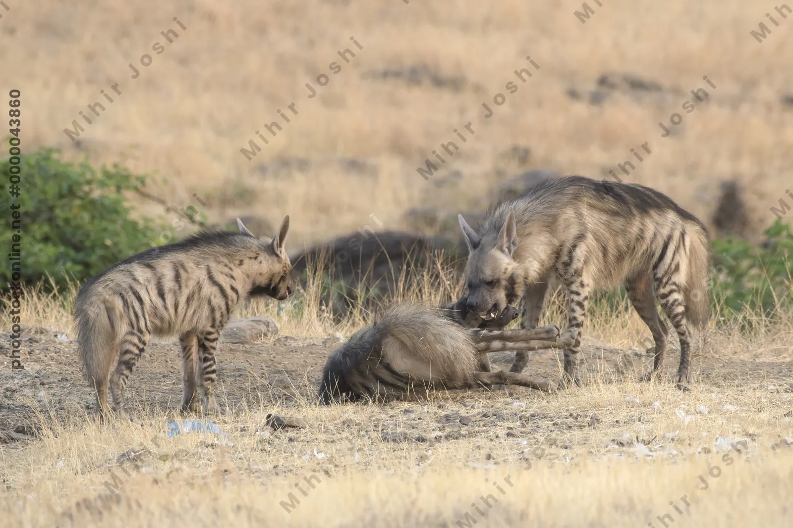 Pair of playful Striped Hyena cubs, Hyaena hyaena in grasslands near Bhigwan, Maharashtra - Indian wildlife behavior scene.