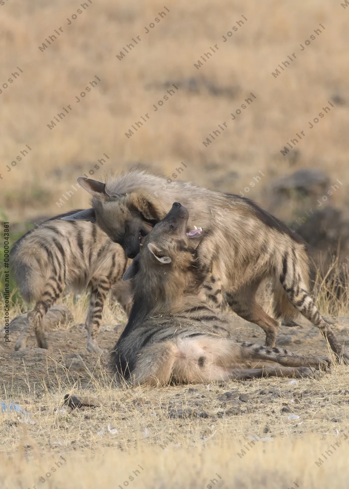 Pair of playful Striped Hyena cubs, Hyaena hyaena in grasslands near Bhigwan, Maharashtra - Indian wildlife behavior scene.