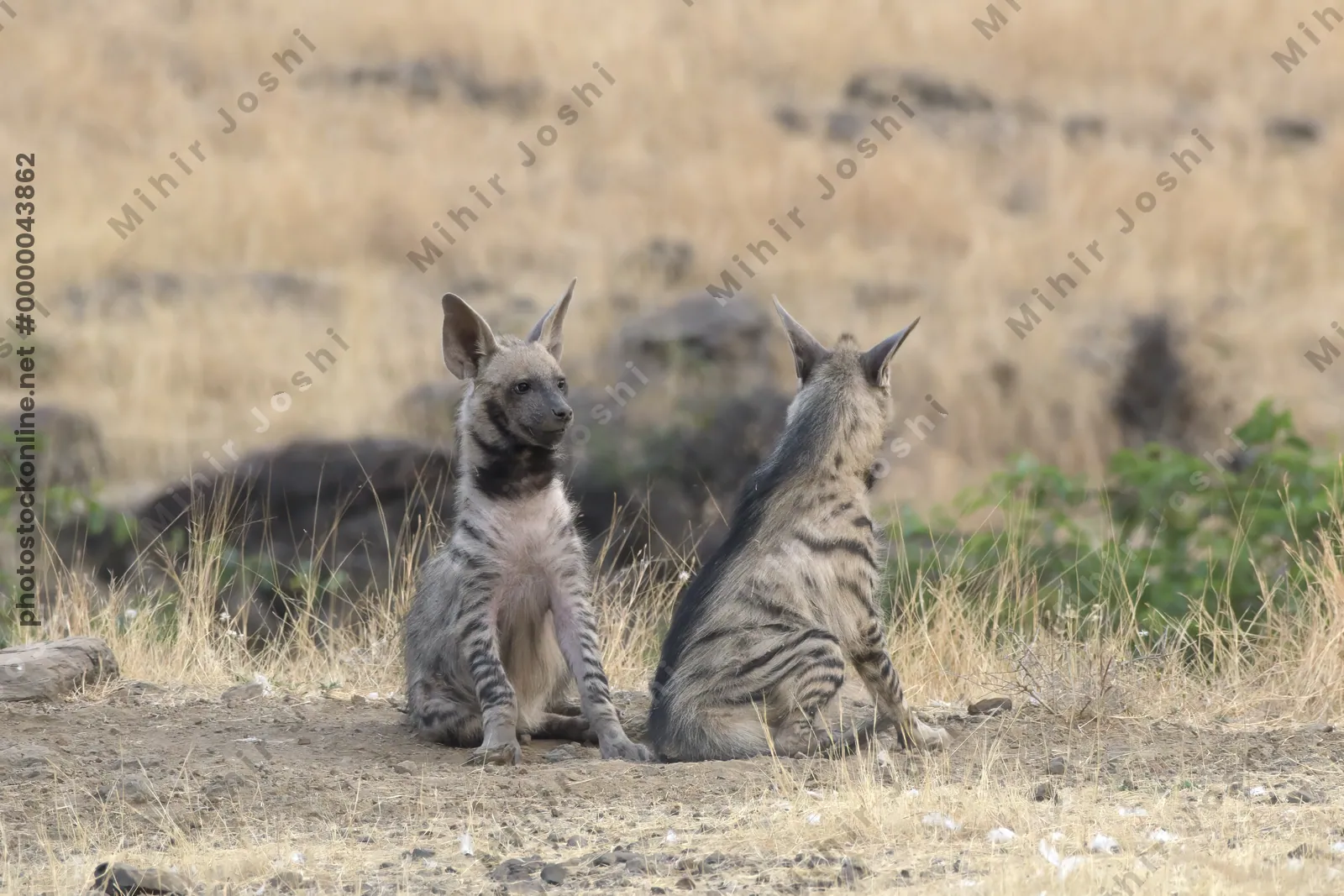 Pair of playful Striped Hyena cubs, Hyaena hyaena in grasslands near Bhigwan, Maharashtra - Indian wildlife behavior scene.