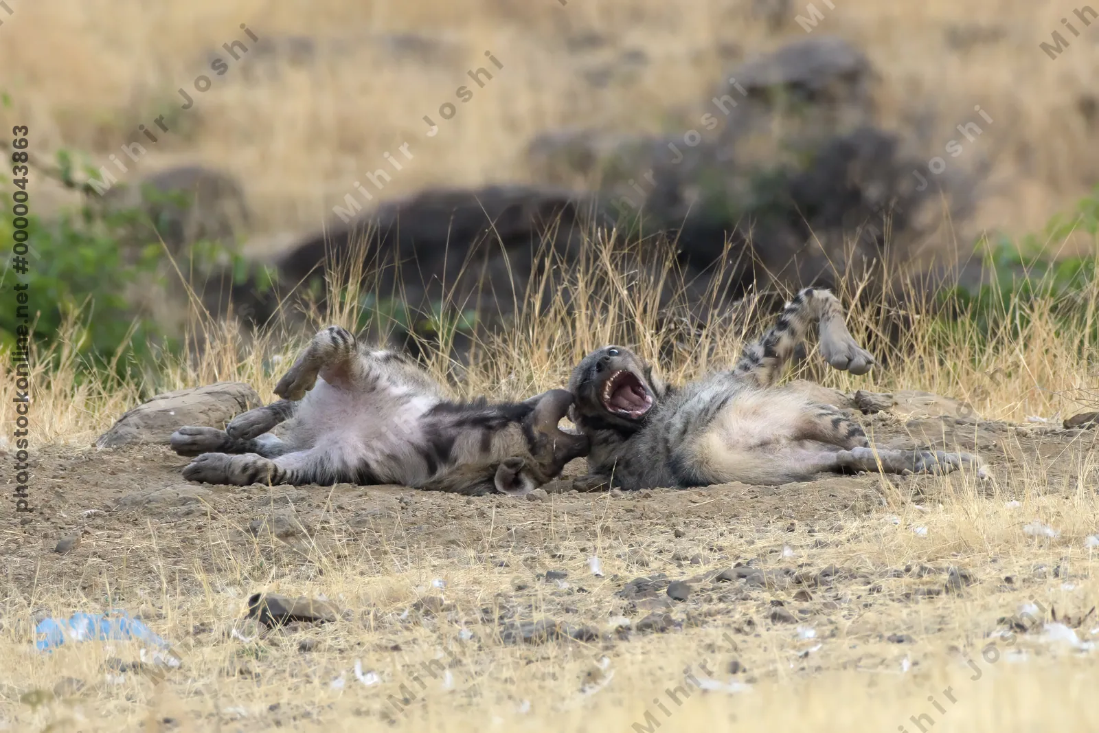 Pair of playful Striped Hyena cubs, Hyaena hyaena in grasslands near Bhigwan, Maharashtra - Indian wildlife behavior scene.