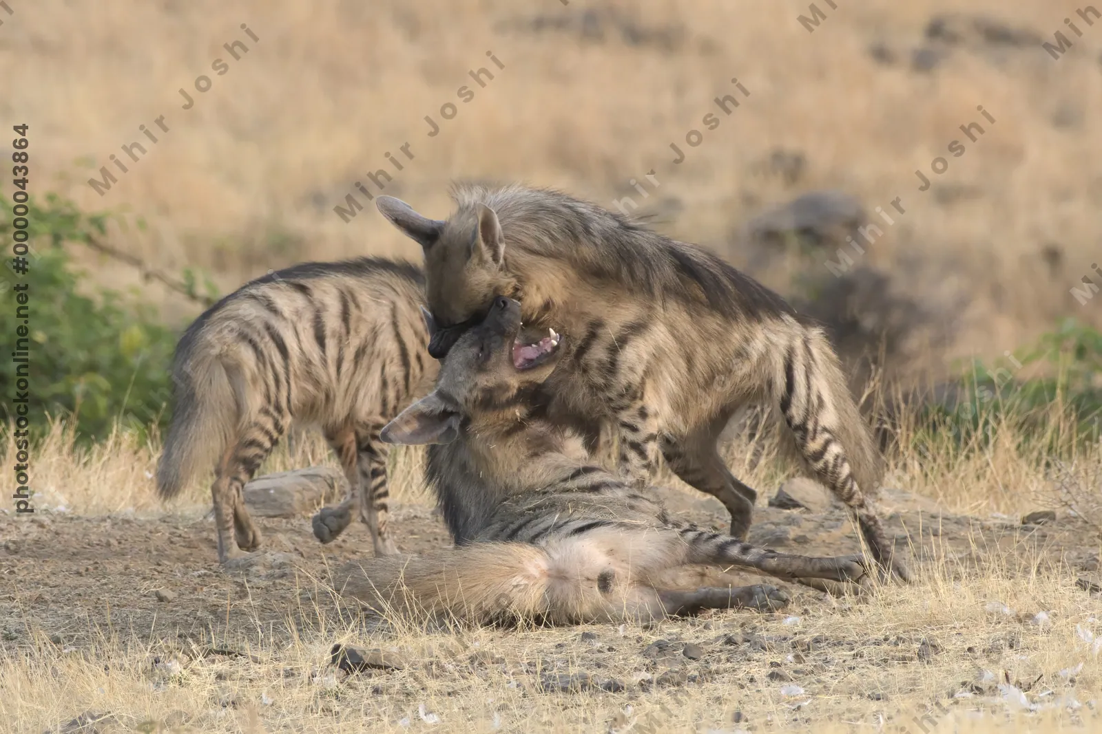 Pair of playful Striped Hyena cubs, Hyaena hyaena in grasslands near Bhigwan, Maharashtra - Indian wildlife behavior scene.