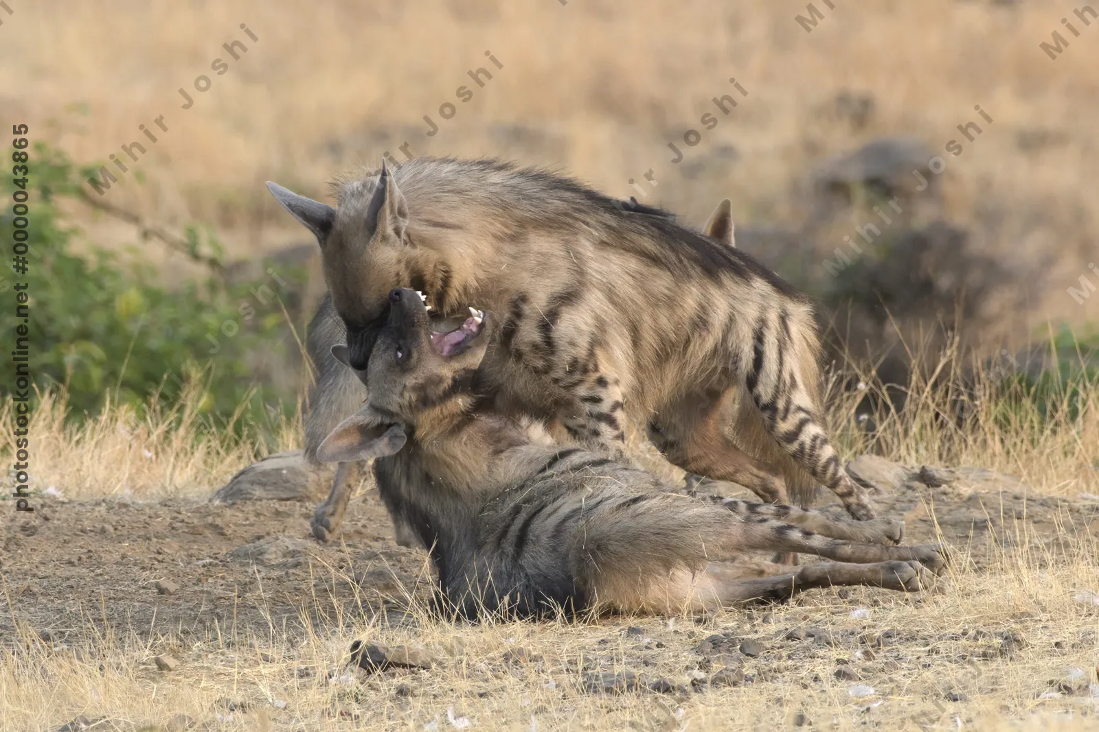 Pair of playful Striped Hyena cubs, Hyaena hyaena in grasslands near Bhigwan, Maharashtra - Indian wildlife behavior scene.