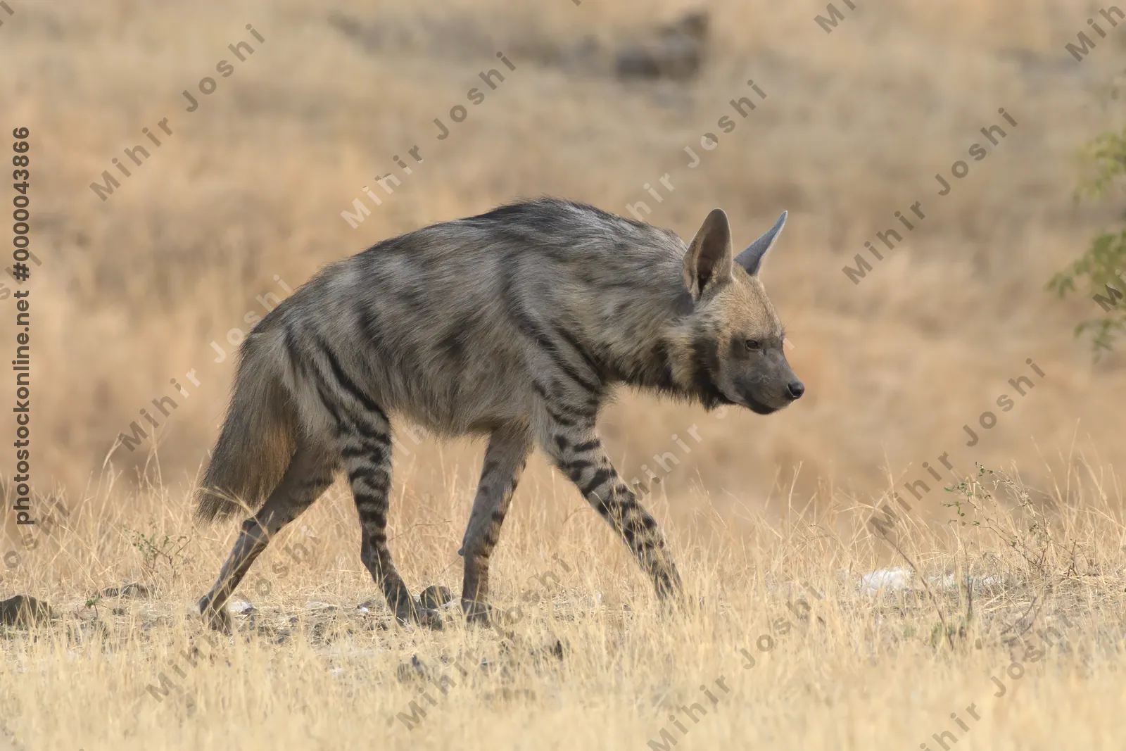 Striped Hyena (Hyaena hyaena) walking through the dry grasslands of Bhigwan, Maharashtra - Indian wildlife habitat scene.