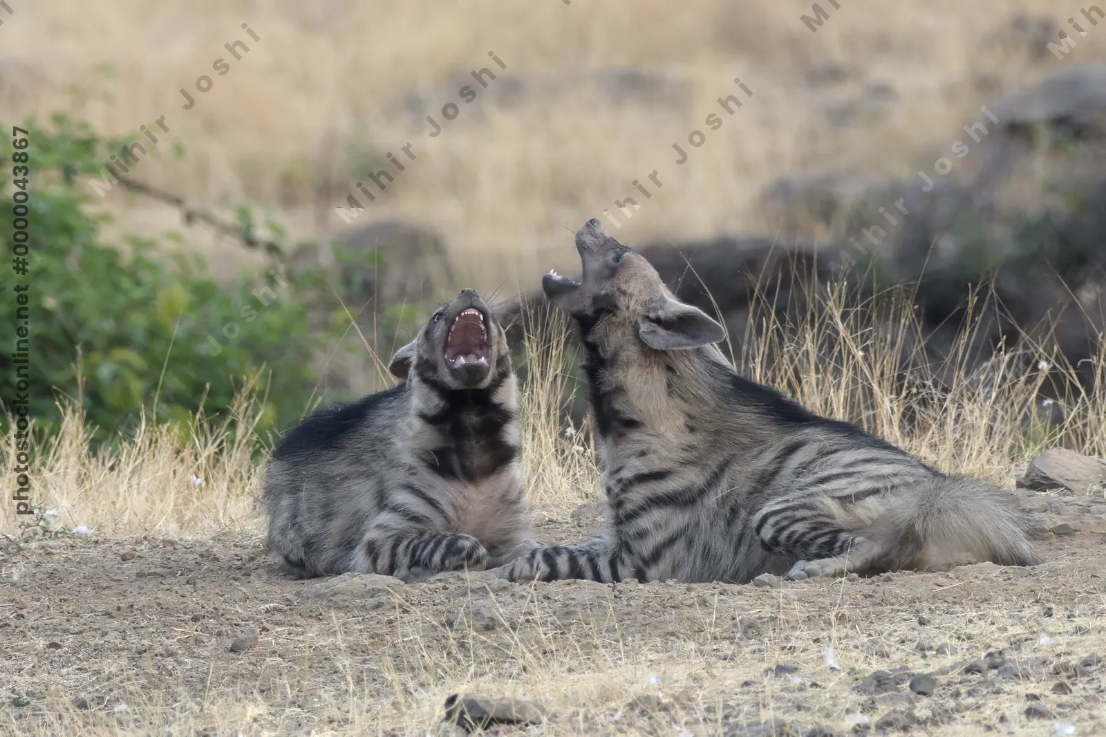 Pair of playful Striped Hyena cubs, Hyaena hyaena in grasslands near Bhigwan, Maharashtra - Indian wildlife behavior scene.