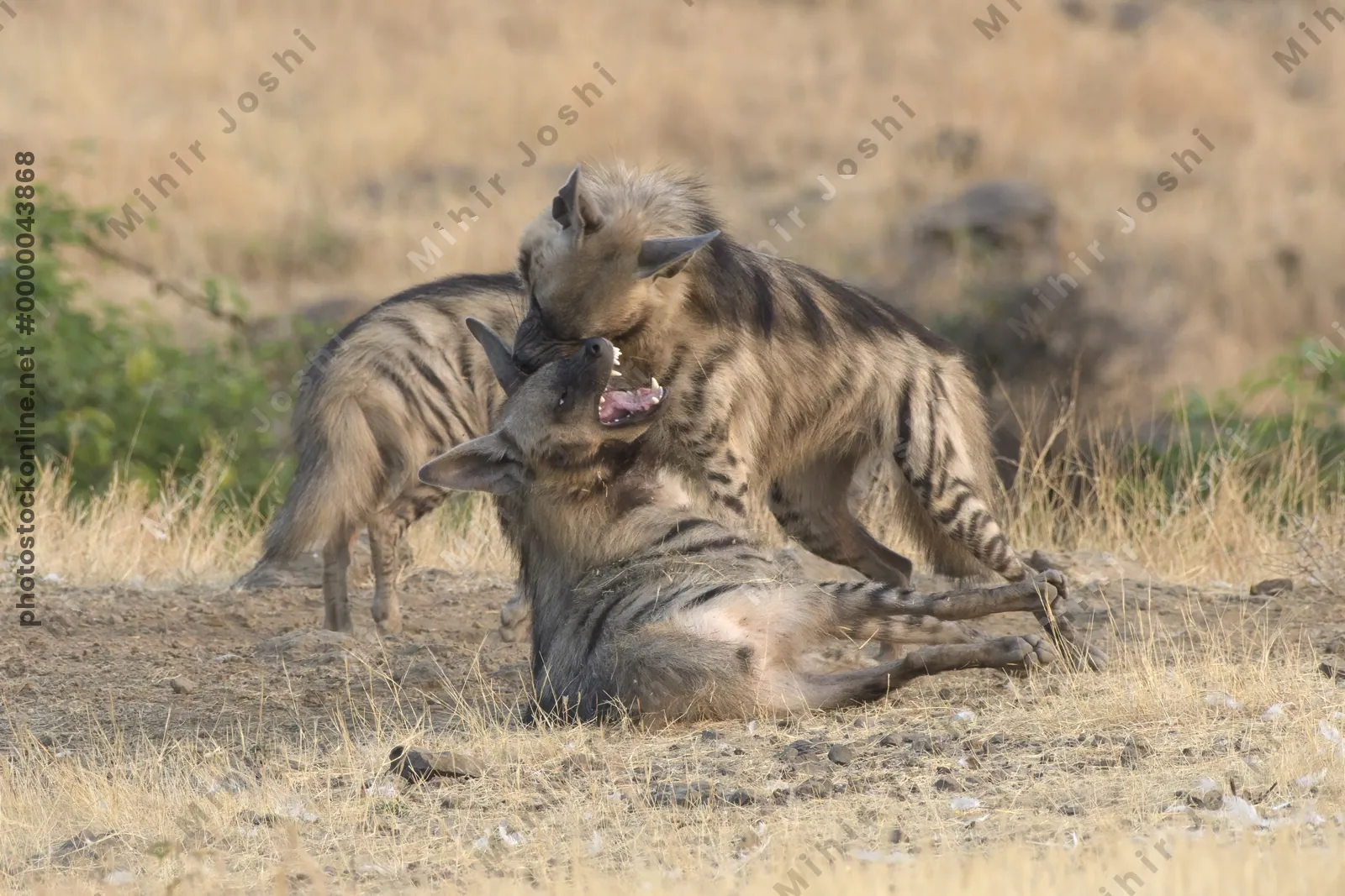 Pair of playful Striped Hyena cubs, Hyaena hyaena in grasslands near Bhigwan, Maharashtra - Indian wildlife behavior scene.