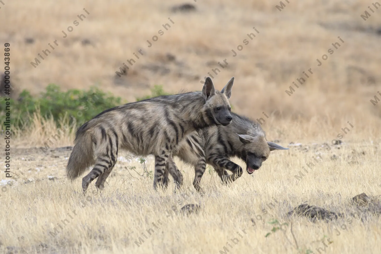 Pair of playful Striped Hyena cubs, Hyaena hyaena in grasslands near Bhigwan, Maharashtra - Indian wildlife behavior scene.