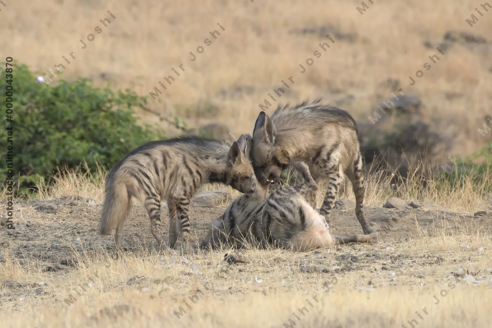 Pair of playful Striped Hyena cubs, Hyaena hyaena in grasslands near Bhigwan, Maharashtra - Indian wildlife behavior scene.