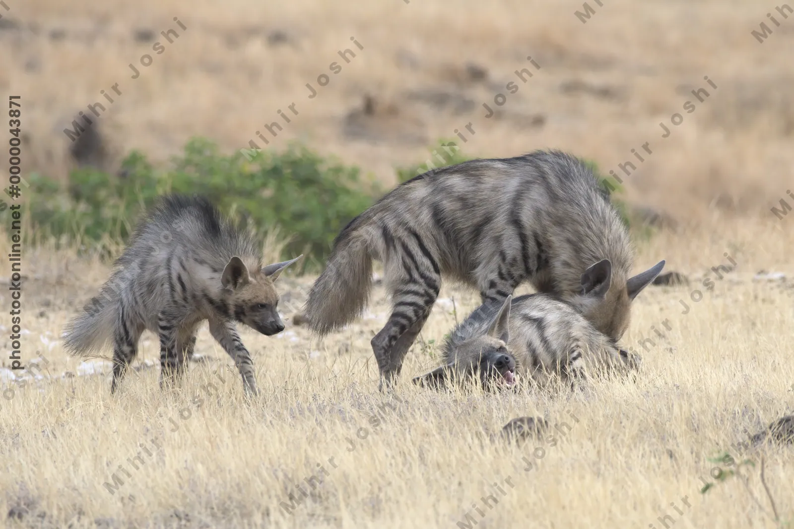 Pair of playful Striped Hyena cubs, Hyaena hyaena in grasslands near Bhigwan, Maharashtra - Indian wildlife behavior scene.