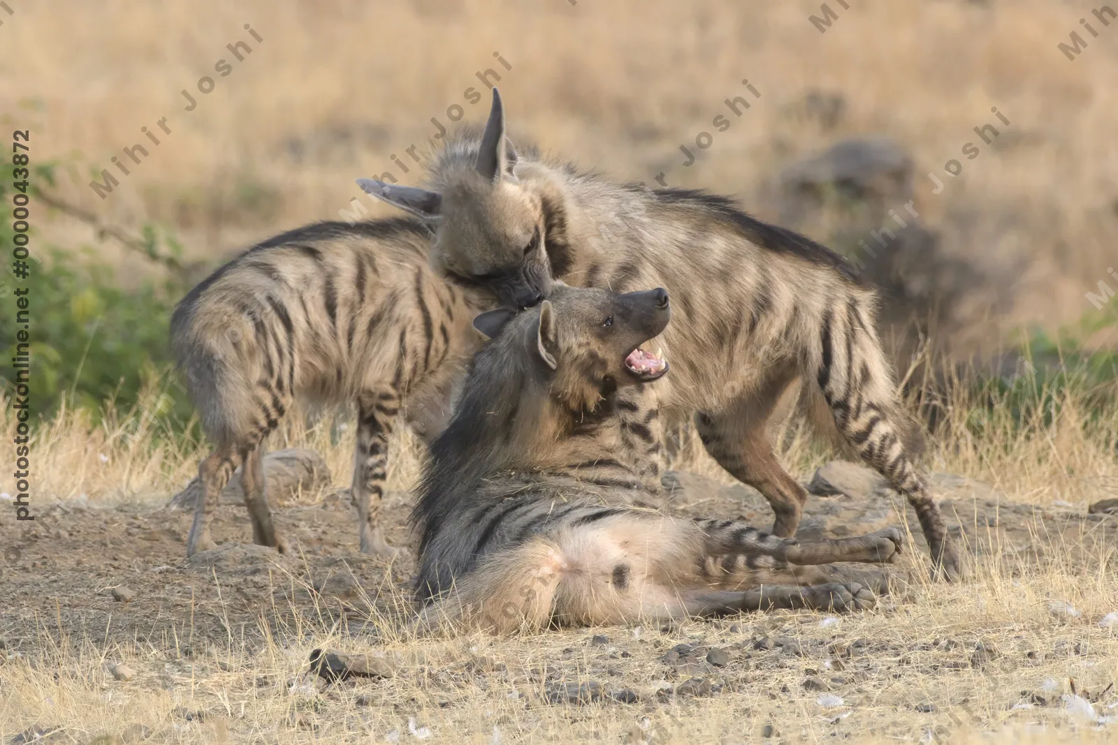Pair of playful Striped Hyena cubs, Hyaena hyaena in grasslands near Bhigwan, Maharashtra - Indian wildlife behavior scene.