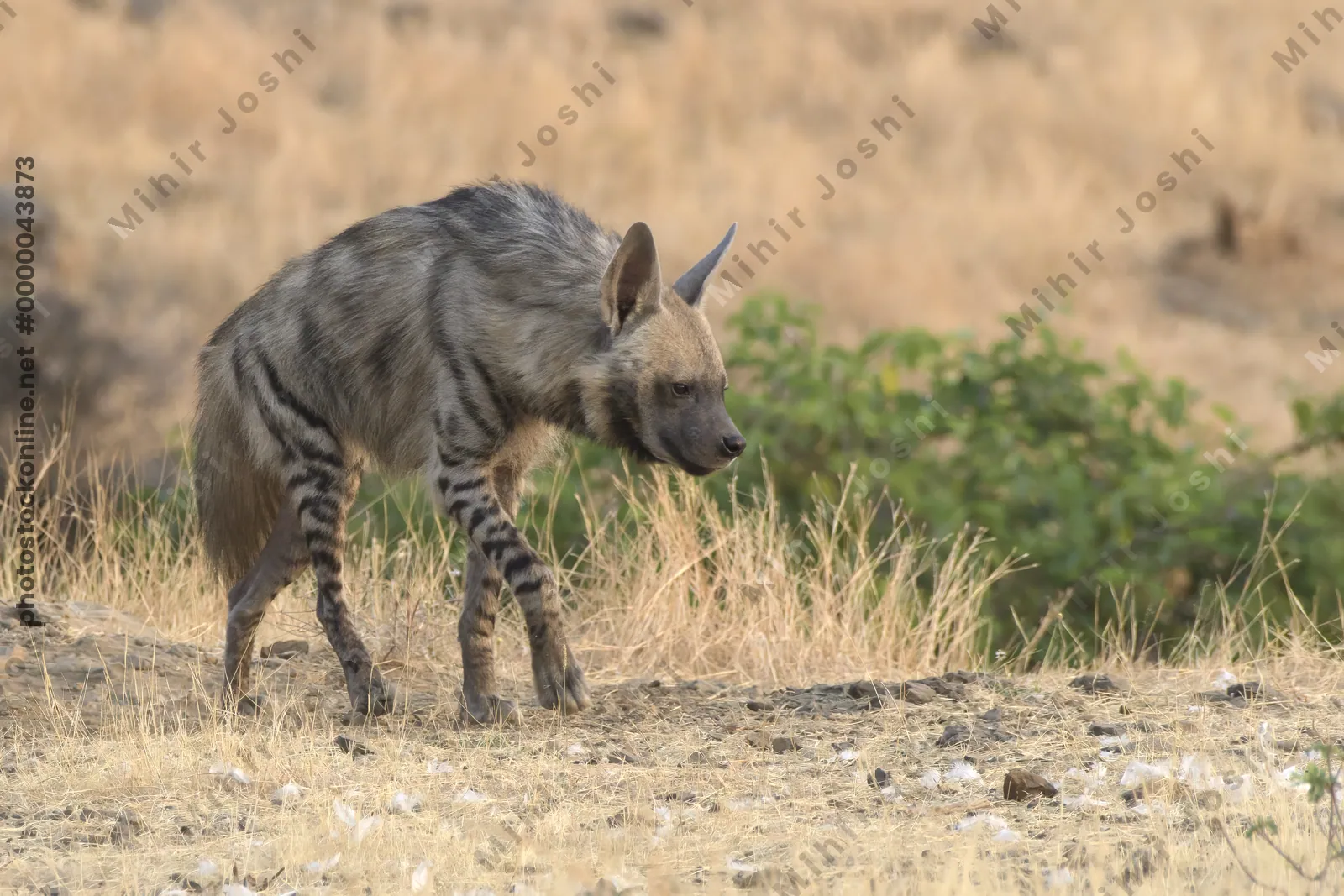 Striped Hyena (Hyaena hyaena) walking through the dry grasslands of Bhigwan, Maharashtra - Indian wildlife habitat scene.
