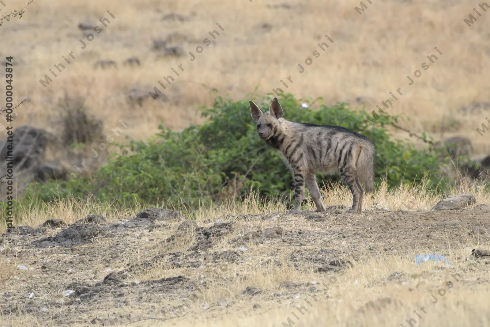 Striped Hyena (Hyaena hyaena) walking through the dry grasslands of Bhigwan, Maharashtra - Indian wildlife habitat scene.