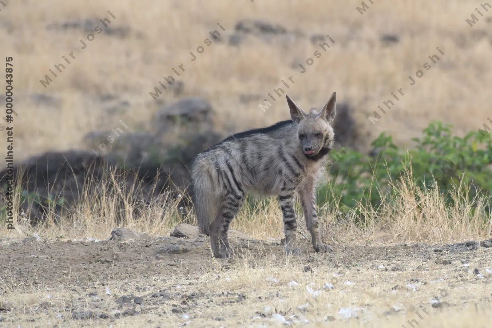 Striped Hyena (Hyaena hyaena) walking through the dry grasslands of Bhigwan, Maharashtra - Indian wildlife habitat scene.