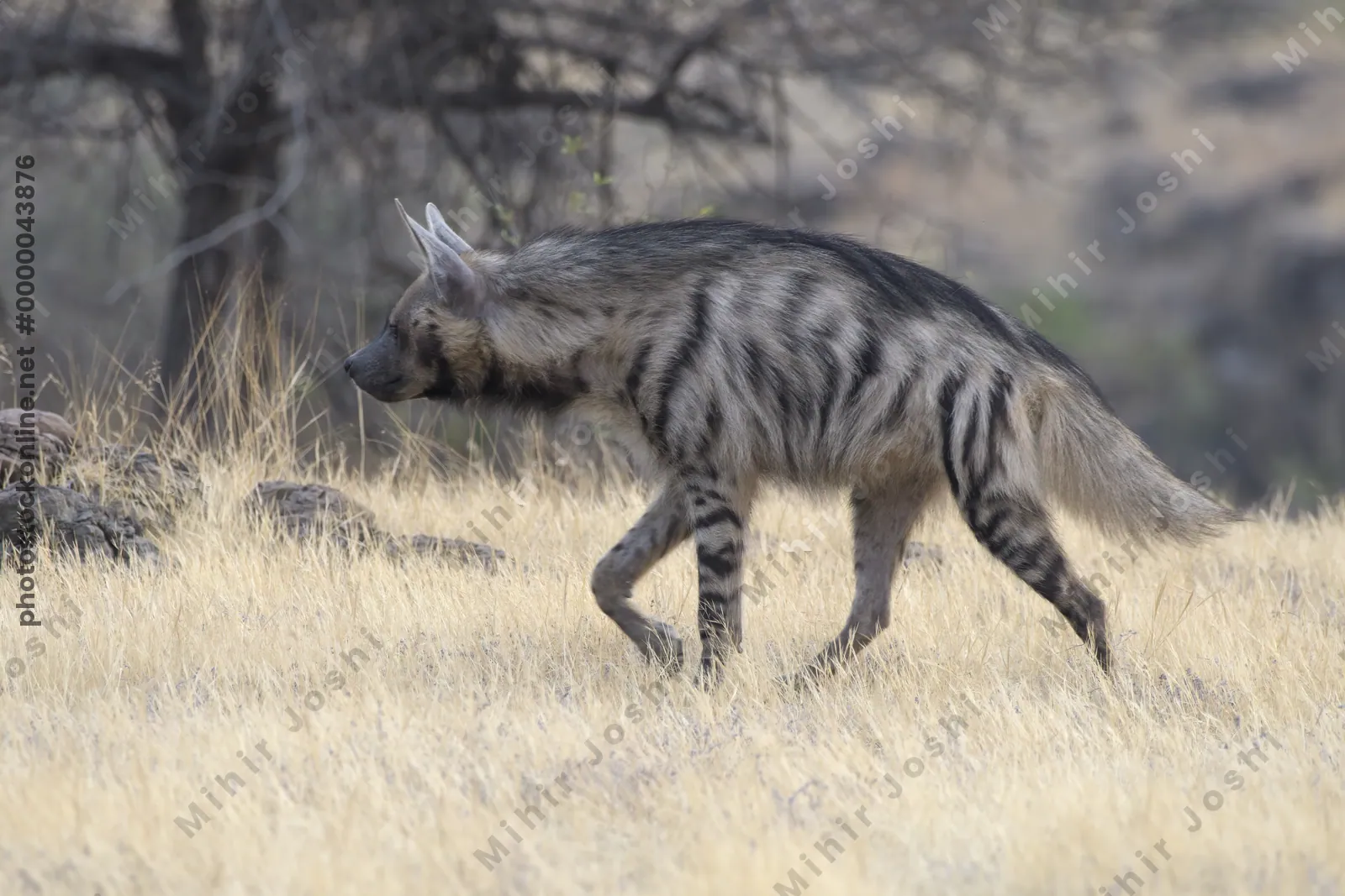 Striped Hyena (Hyaena hyaena) walking through the dry grasslands of Bhigwan, Maharashtra - Indian wildlife habitat scene.