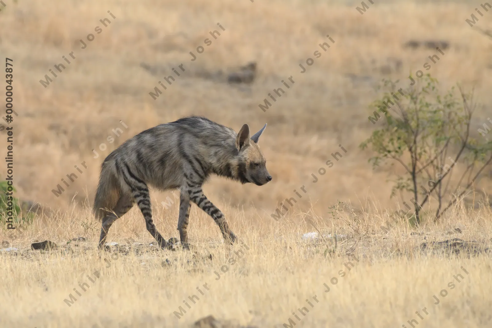 Striped Hyena (Hyaena hyaena) walking through the dry grasslands of Bhigwan, Maharashtra - Indian wildlife habitat scene.