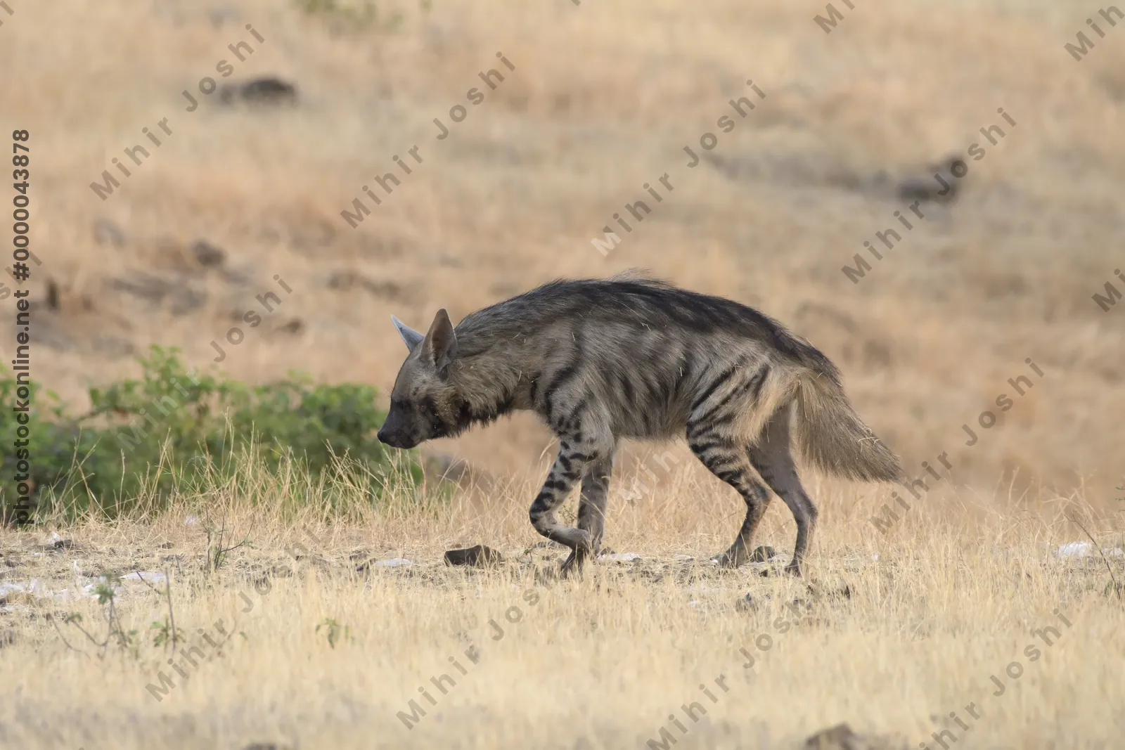 Striped Hyena (Hyaena hyaena) walking through the dry grasslands of Bhigwan, Maharashtra - Indian wildlife habitat scene.