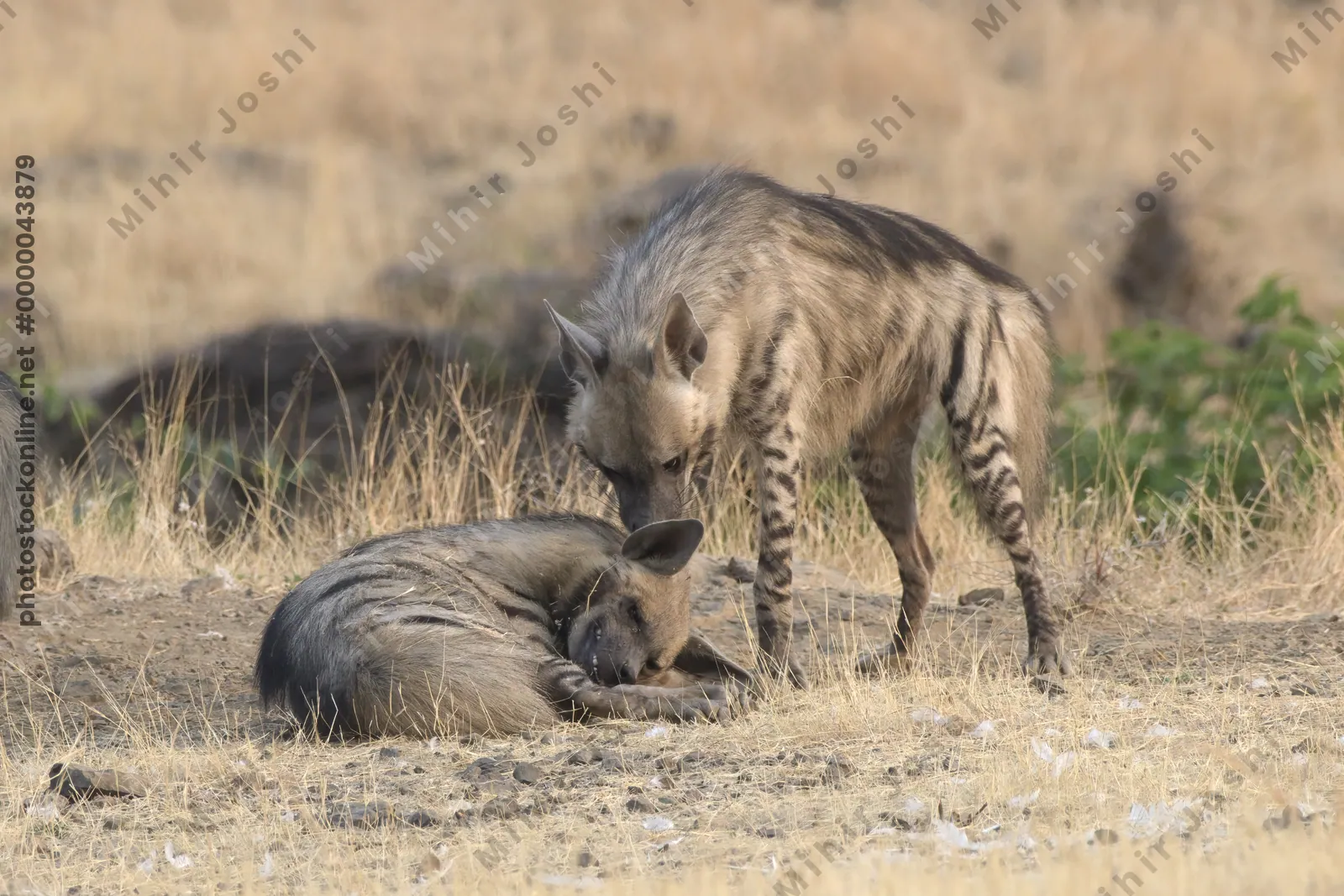 Pair of playful Striped Hyena cubs, Hyaena hyaena in grasslands near Bhigwan, Maharashtra - Indian wildlife behavior scene.