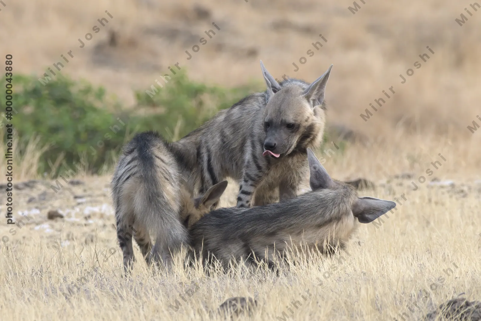 Pair of playful Striped Hyena cubs, Hyaena hyaena in grasslands near Bhigwan, Maharashtra - Indian wildlife behavior scene.