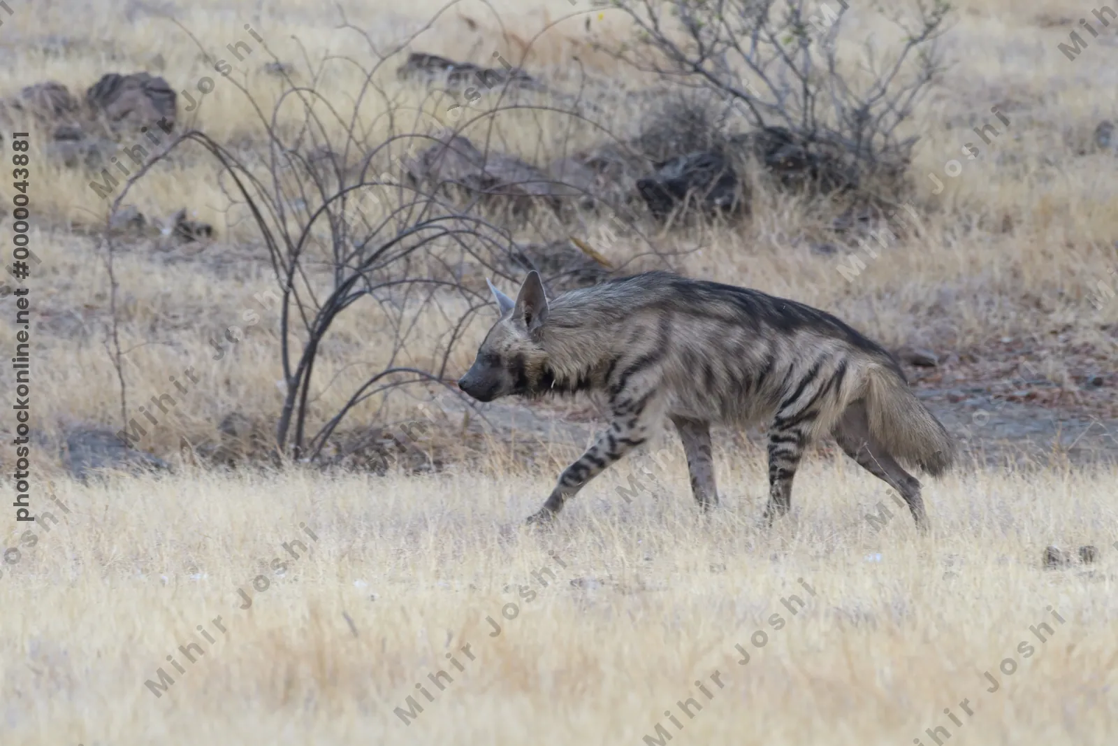 Striped Hyena (Hyaena hyaena) walking through the dry grasslands of Bhigwan, Maharashtra - Indian wildlife habitat scene.