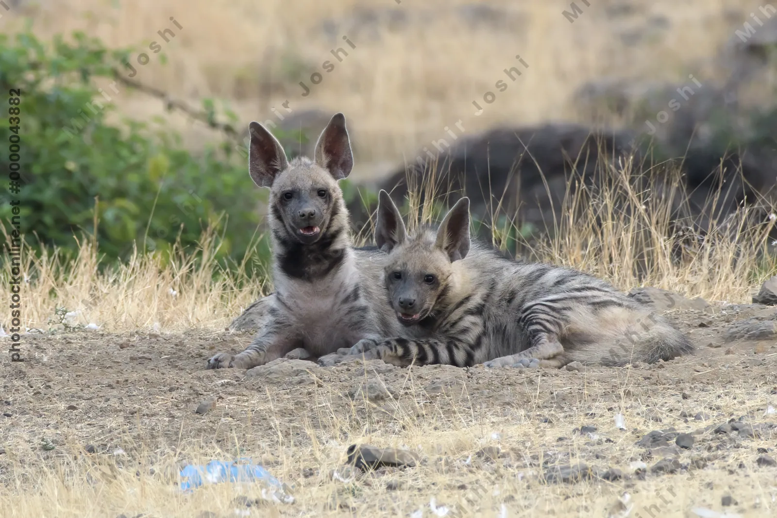 Pair of playful Striped Hyena cubs, Hyaena hyaena in grasslands near Bhigwan, Maharashtra - Indian wildlife behavior scene.