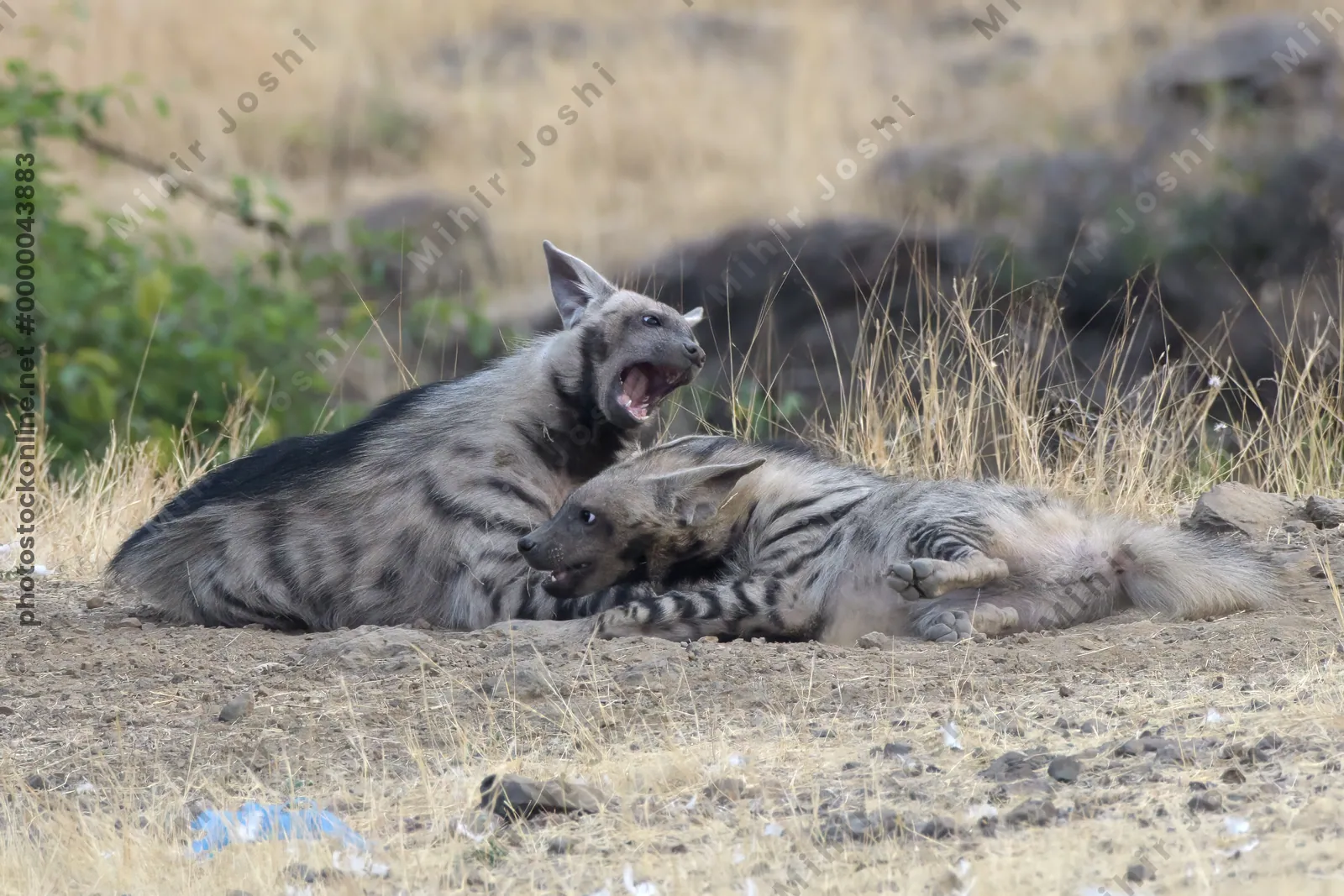 Pair of playful Striped Hyena cubs, Hyaena hyaena in grasslands near Bhigwan, Maharashtra - Indian wildlife behavior scene.