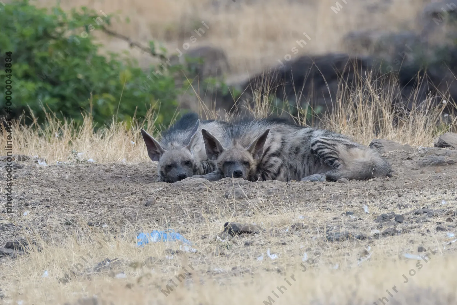 Pair of playful Striped Hyena cubs, Hyaena hyaena in grasslands near Bhigwan, Maharashtra - Indian wildlife behavior scene.