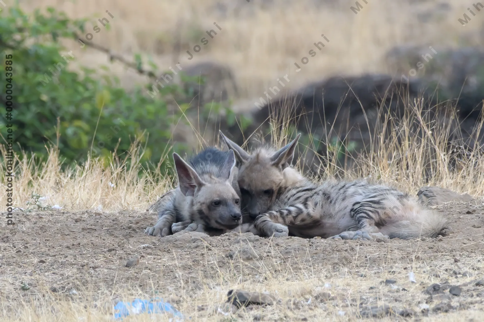 Pair of playful Striped Hyena cubs, Hyaena hyaena in grasslands near Bhigwan, Maharashtra - Indian wildlife behavior scene.