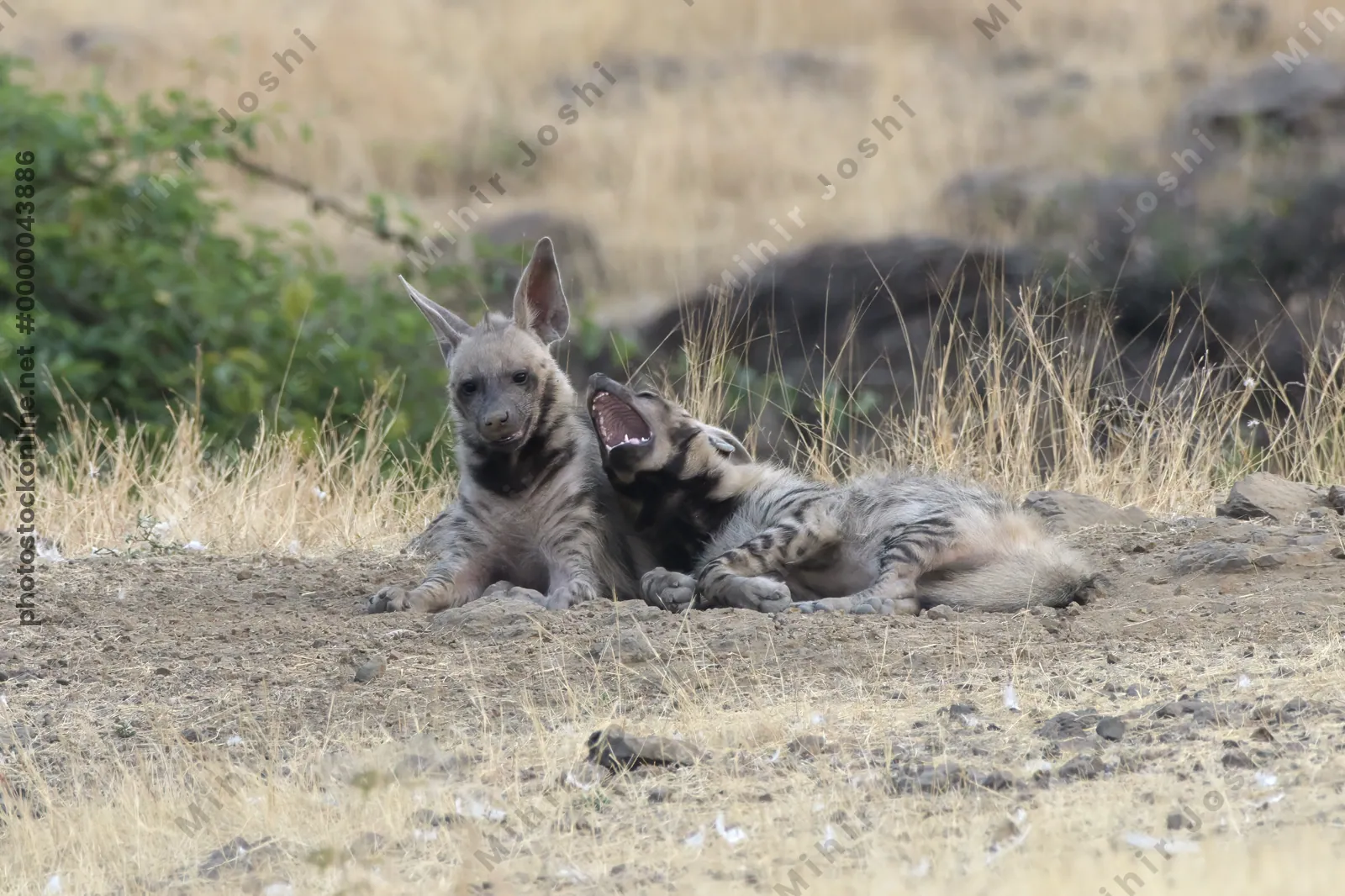 Pair of playful Striped Hyena cubs, Hyaena hyaena in grasslands near Bhigwan, Maharashtra - Indian wildlife behavior scene.