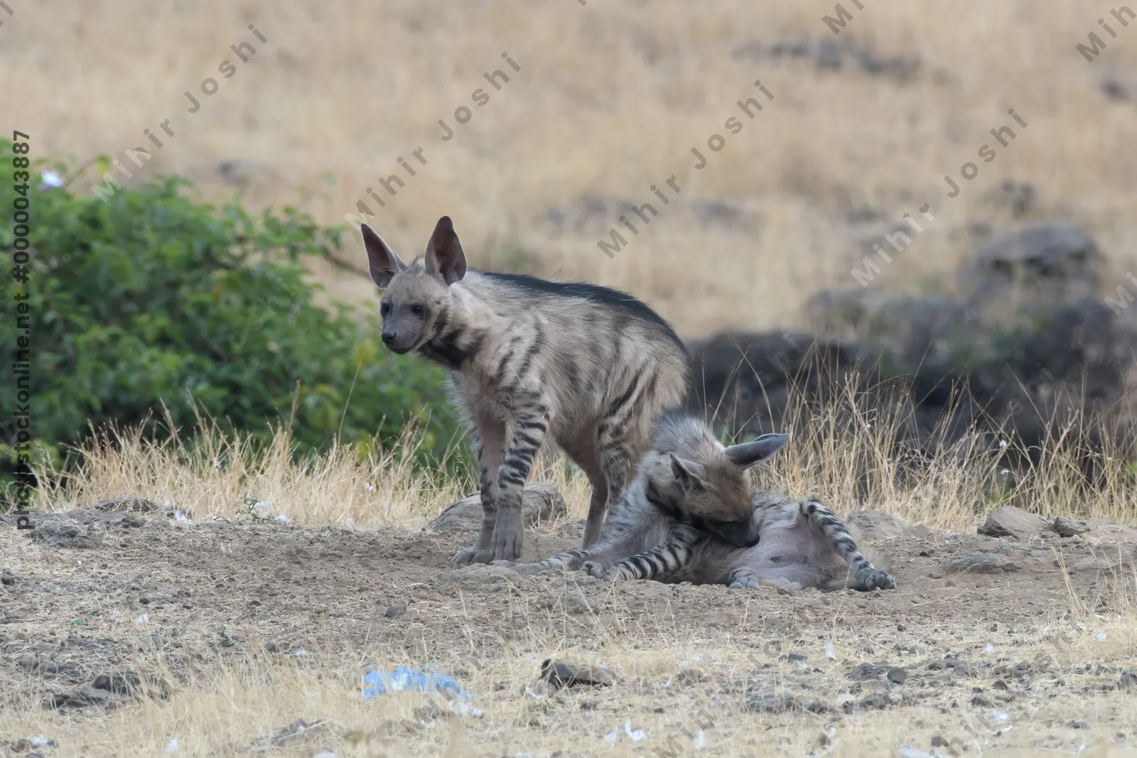 Pair of playful Striped Hyena cubs, Hyaena hyaena in grasslands near Bhigwan, Maharashtra - Indian wildlife behavior scene.