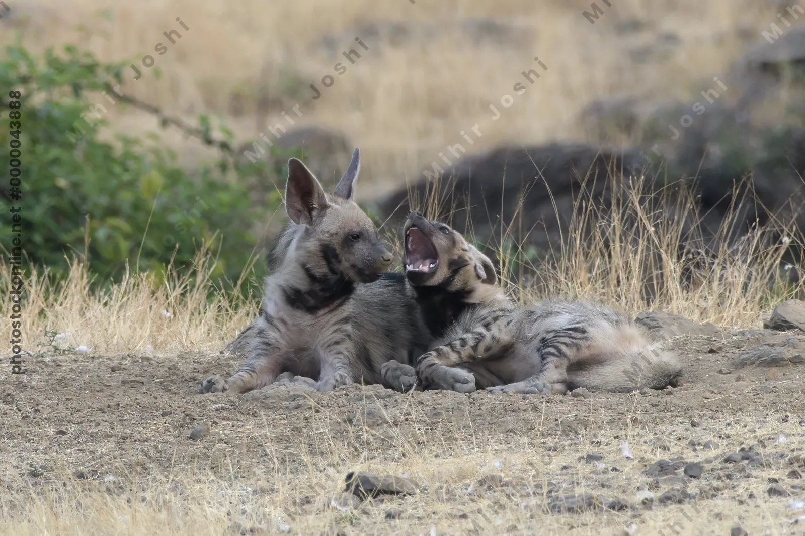 Pair of playful Striped Hyena cubs, Hyaena hyaena in grasslands near Bhigwan, Maharashtra - Indian wildlife behavior scene.