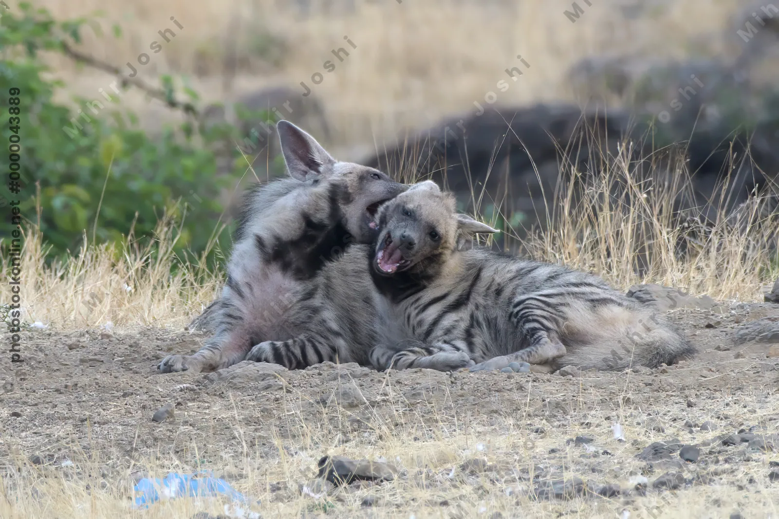 Pair of playful Striped Hyena cubs, Hyaena hyaena in grasslands near Bhigwan, Maharashtra - Indian wildlife behavior scene.