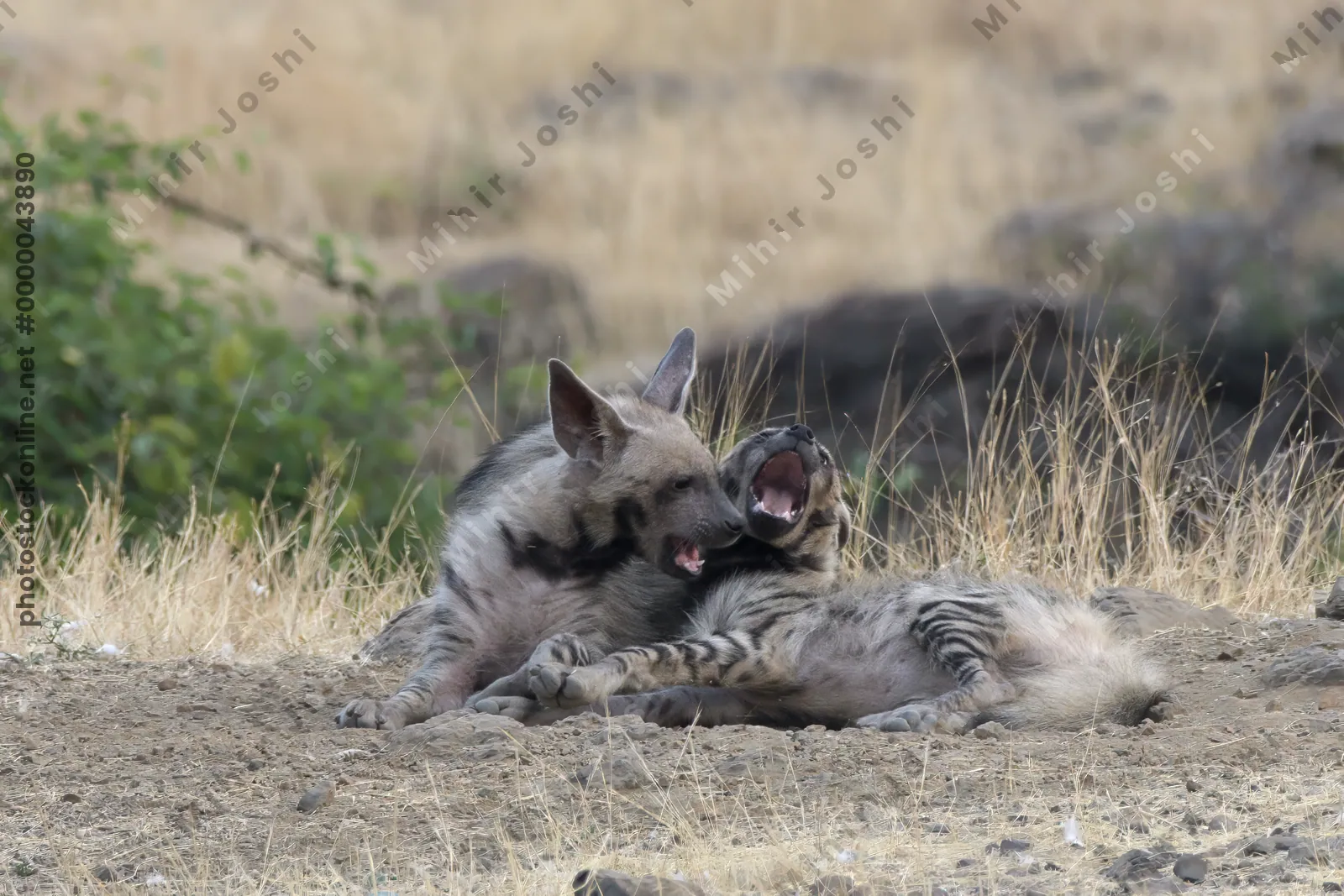 Pair of playful Striped Hyena cubs, Hyaena hyaena in grasslands near Bhigwan, Maharashtra - Indian wildlife behavior scene.