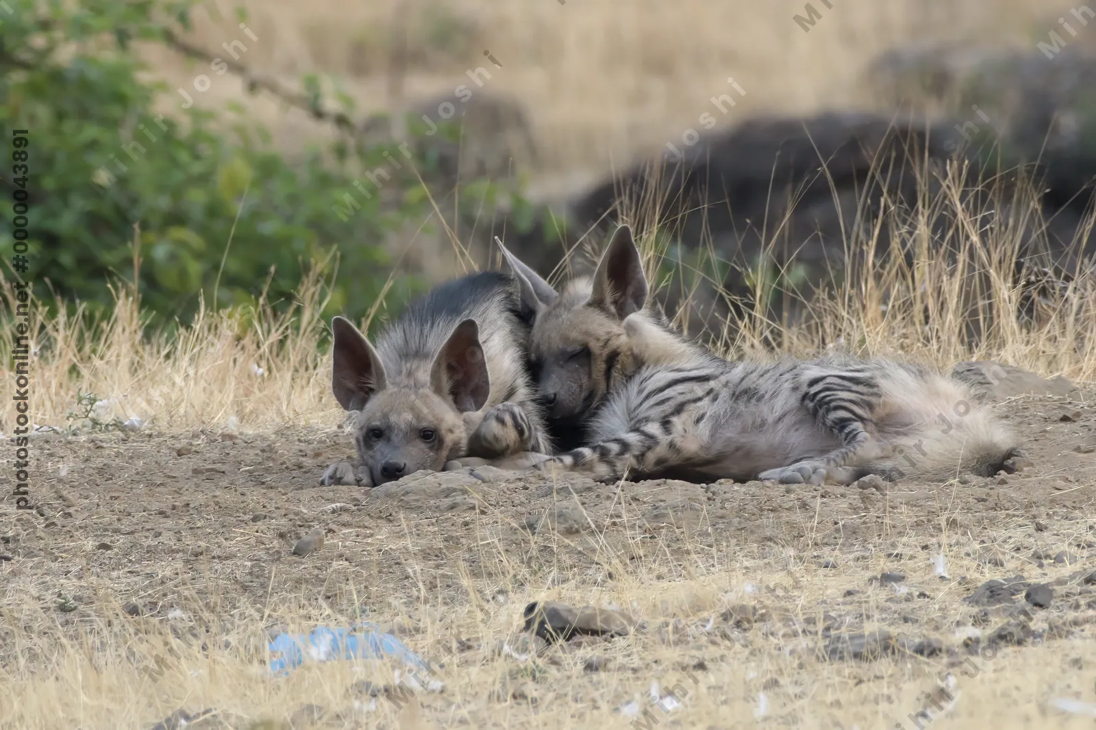 Pair of playful Striped Hyena cubs, Hyaena hyaena in grasslands near Bhigwan, Maharashtra - Indian wildlife behavior scene.