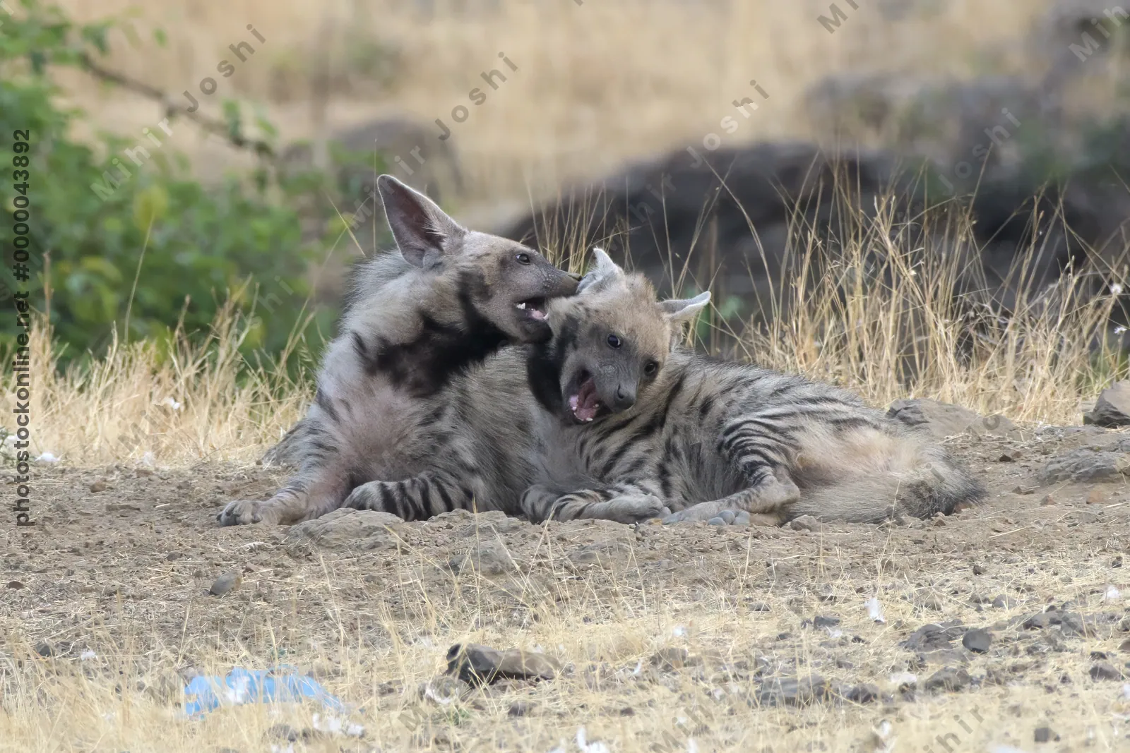 Pair of playful Striped Hyena cubs, Hyaena hyaena in grasslands near Bhigwan, Maharashtra - Indian wildlife behavior scene.